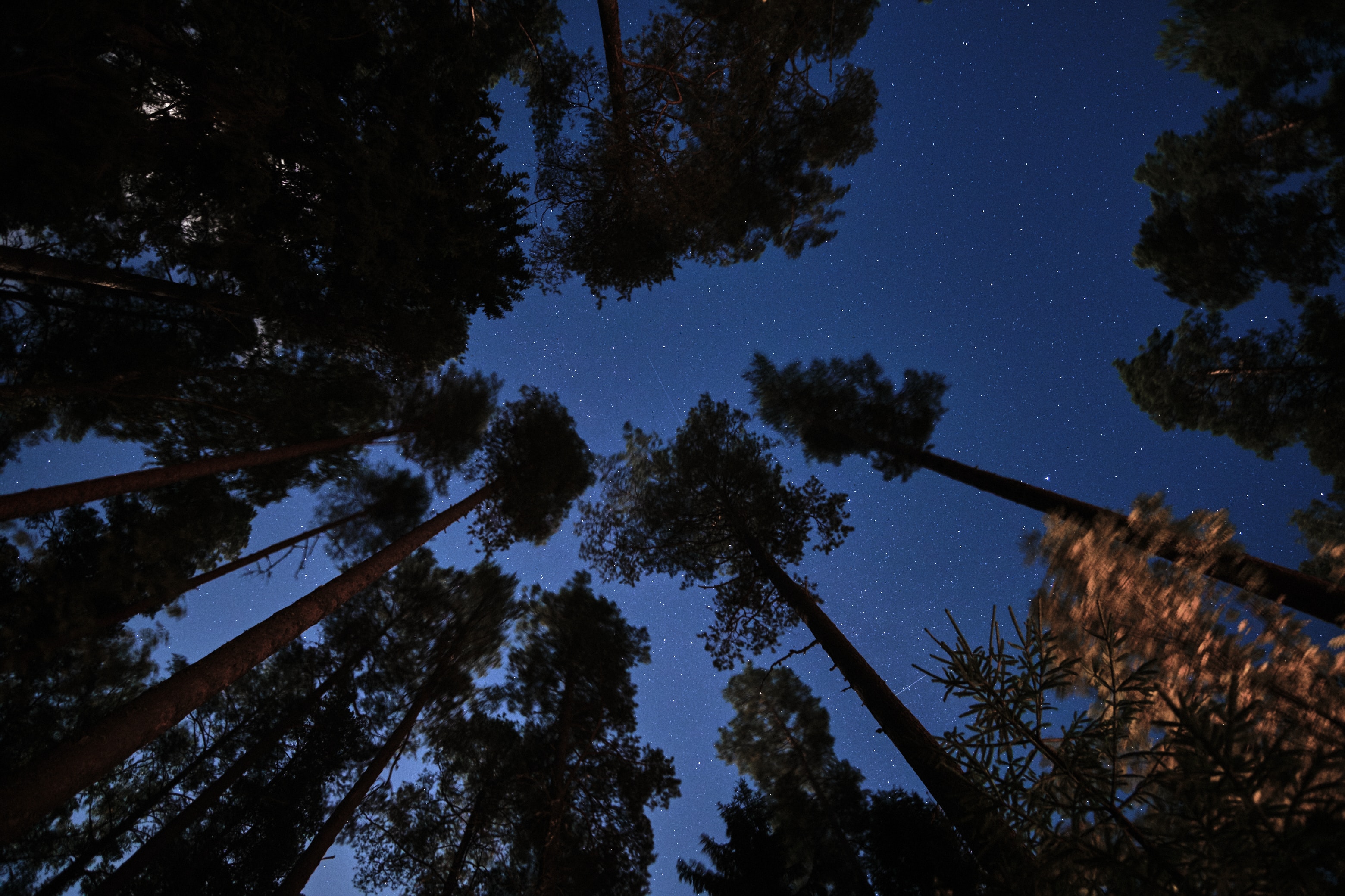 Download wallpaper 3120x2080 forest, trees, starry sky, night, dark HD background