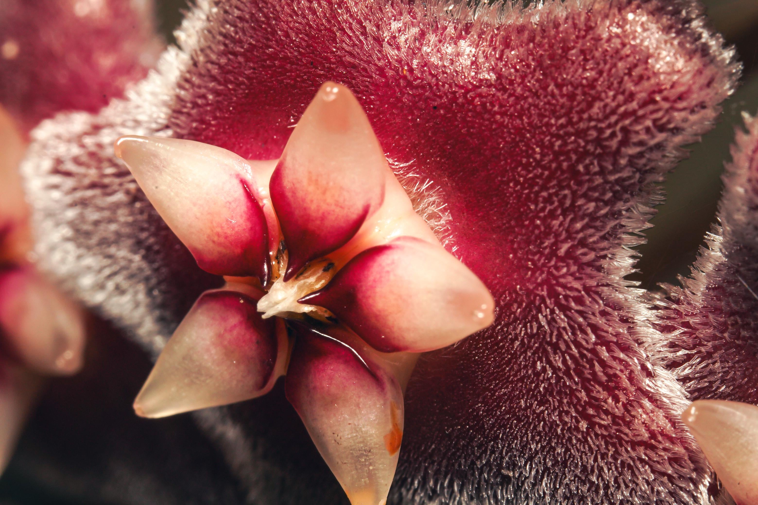 Hoya flower [3120X2080]