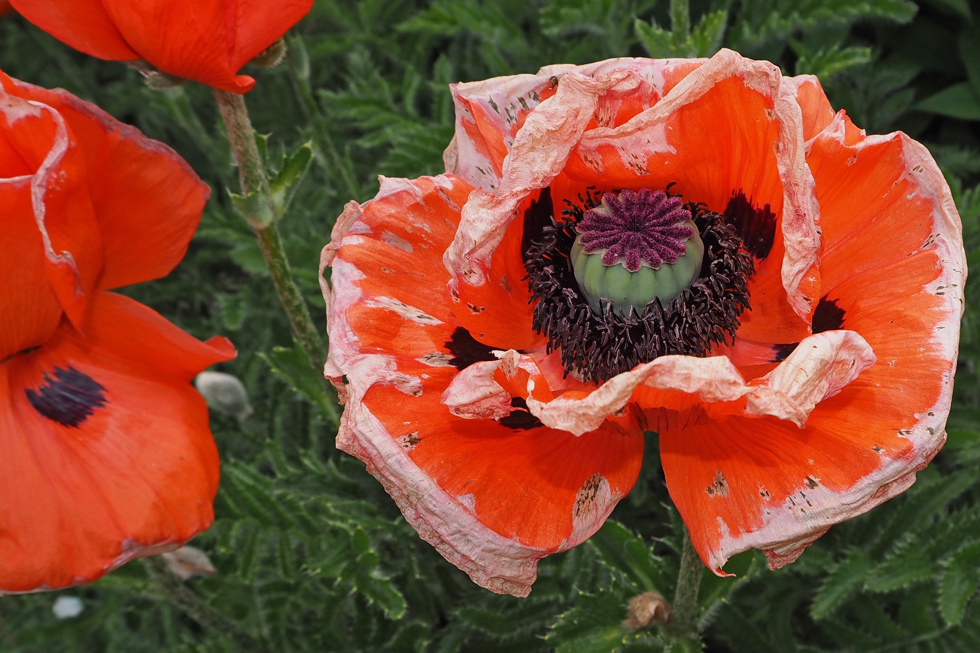Free Image, blossom, flower, petal, bloom, red, flora, wildflower, withered, faded, coquelicot, flowering plant, wither, annual plant, land plant, poppy family 3120x2080