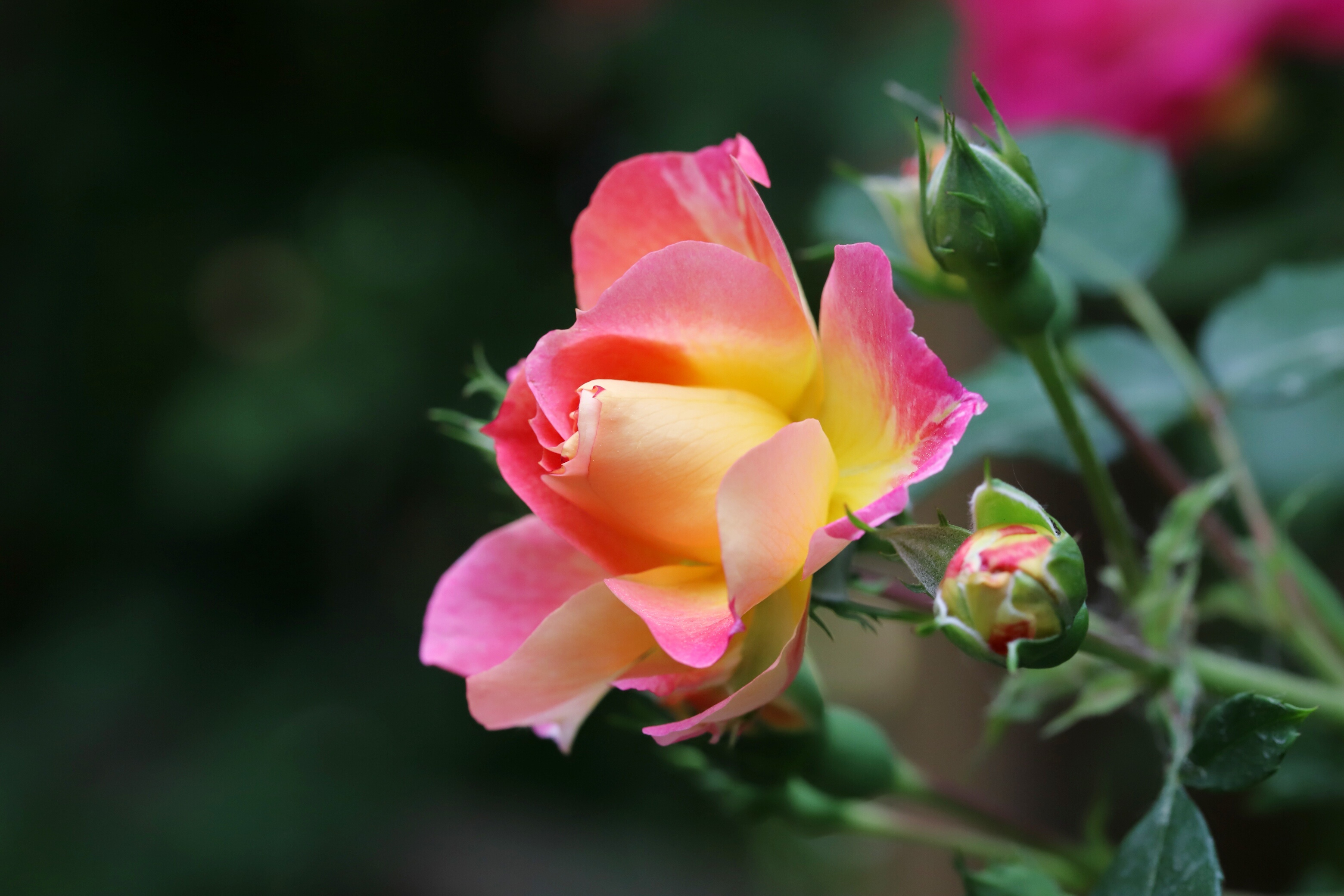 Wallpaper macro, flowers, roses, buds for mobile and desktop, section цветы, resolution 3120x2080
