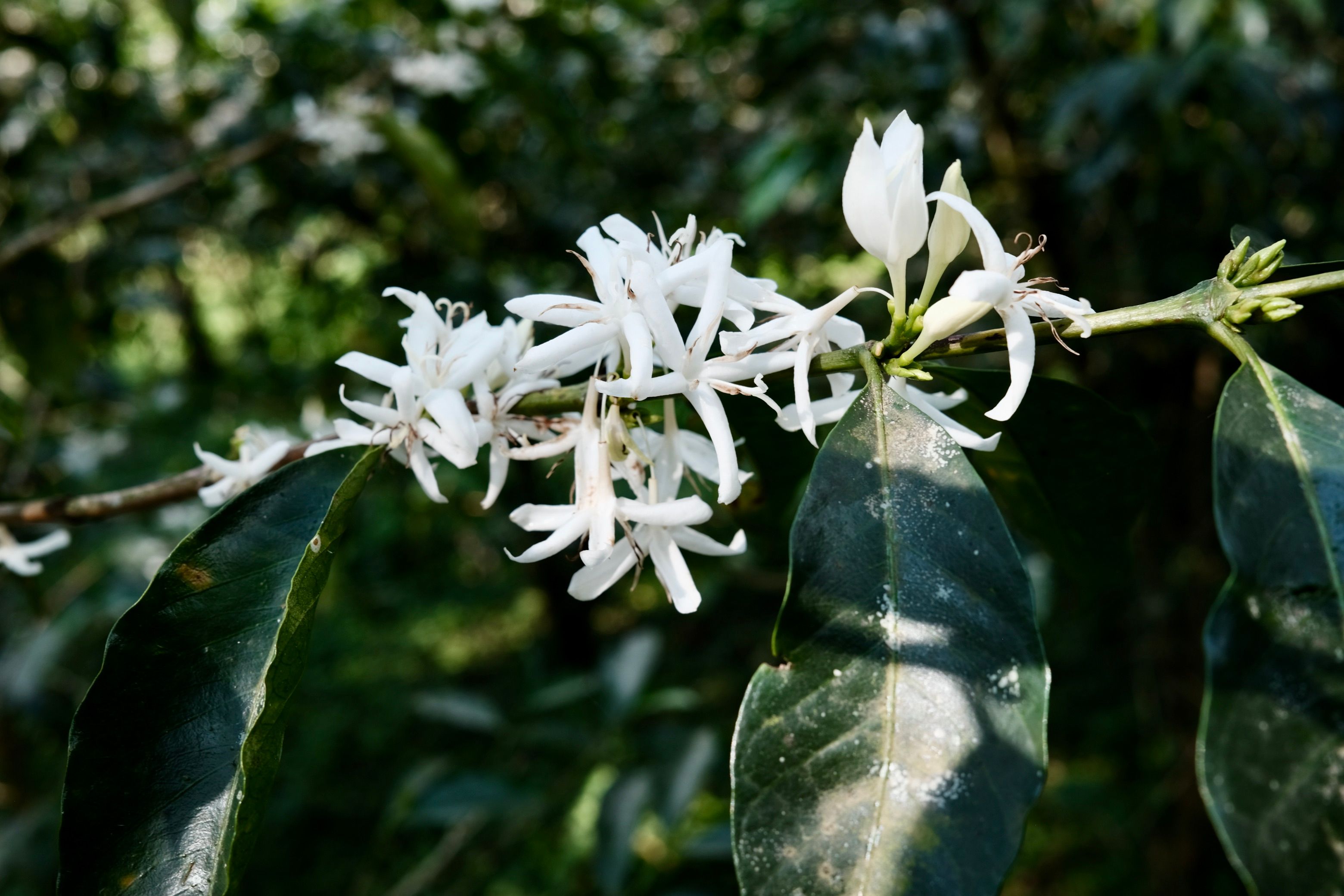 Gaharo Peaberry