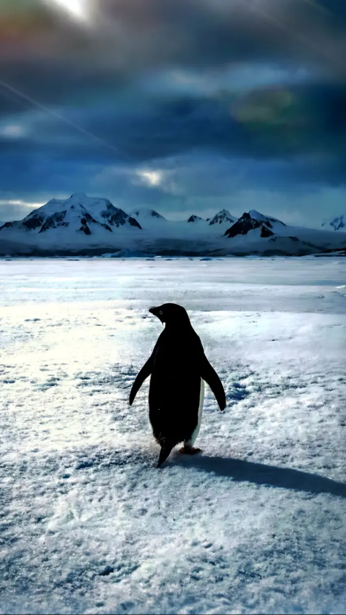 Penguin going towards mountains wallpaper