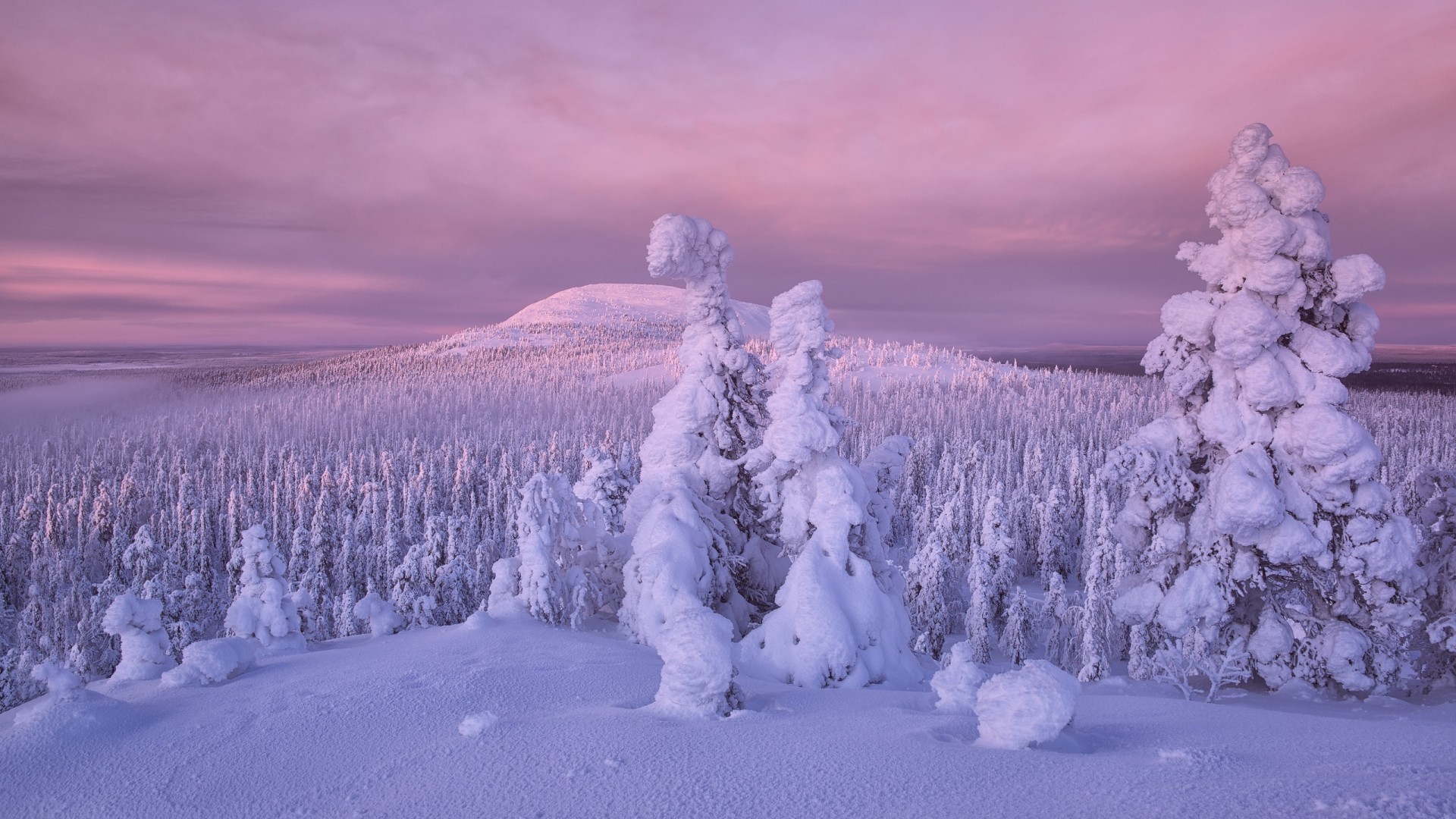 Earth Winter Trees Covered With Snow HD Nature Wallpaper