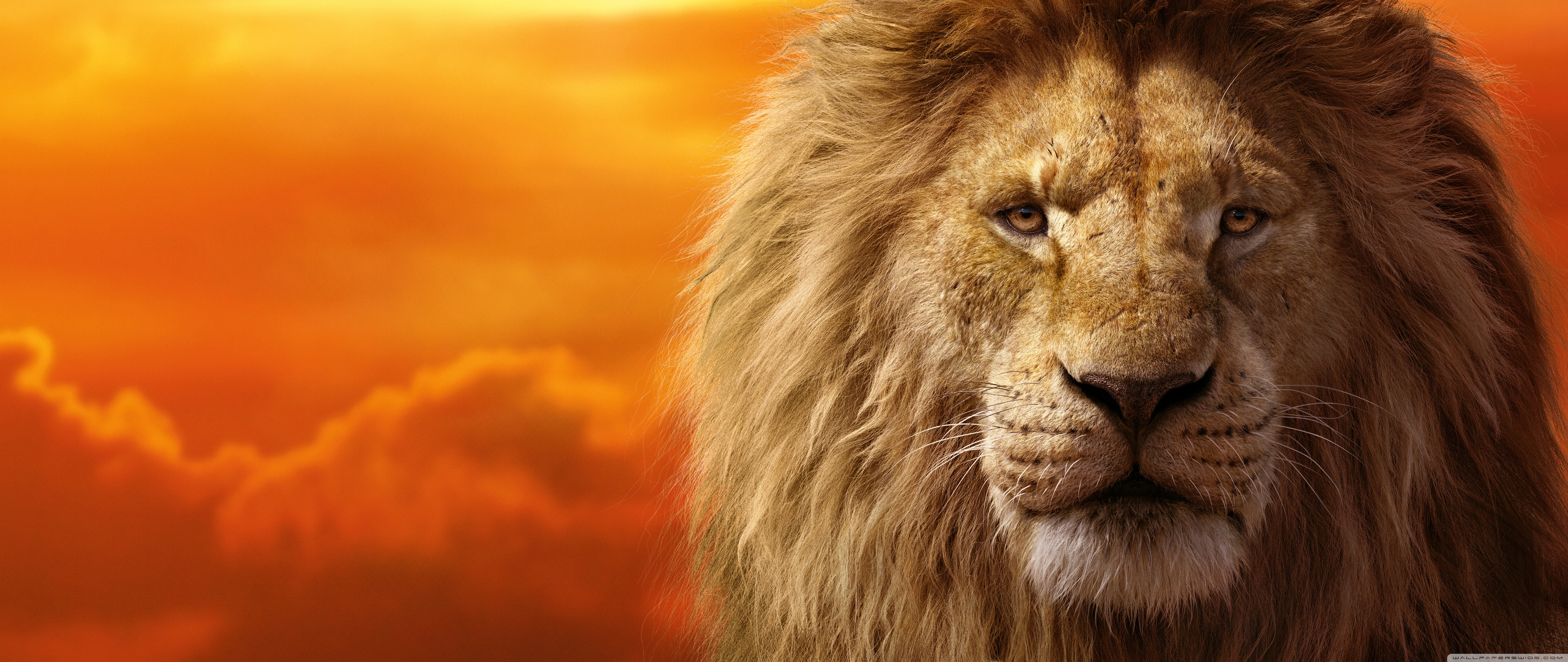 The Lion King Mufasa, Simba 4K UHD Wallpaper for UltraHD Desktop and TV, Widescreen and UltraWide Display, Dual Monitor, Smartphone and Tablet Devices