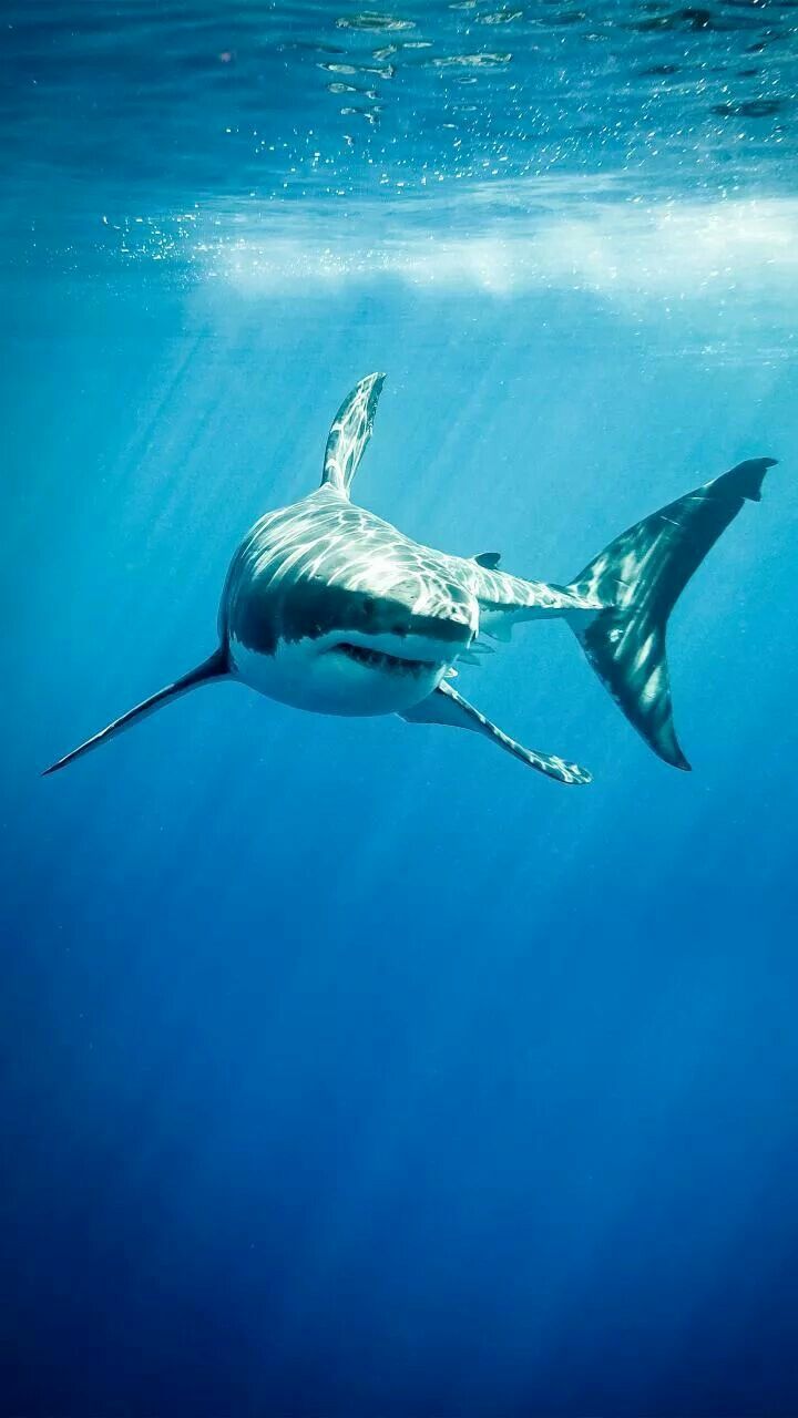 Great White Shark Ocean Wallpaper