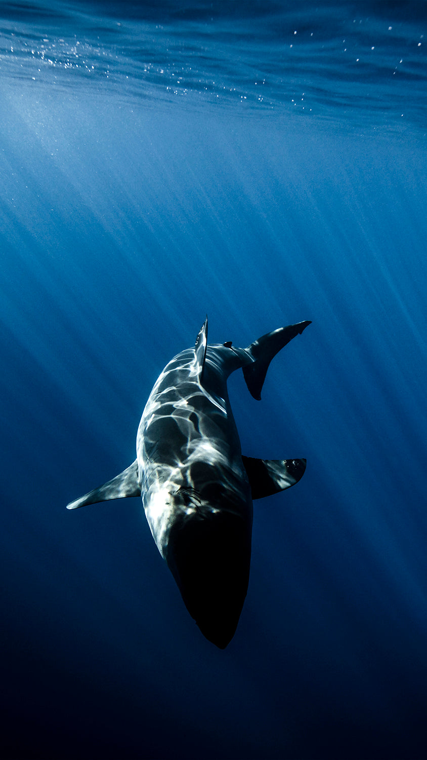 Great White Islands Great White Shark Photo