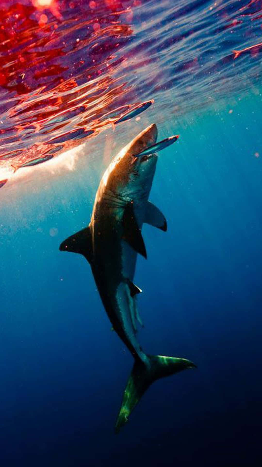 Download A White Shark Swimming Under The Water Wallpaper