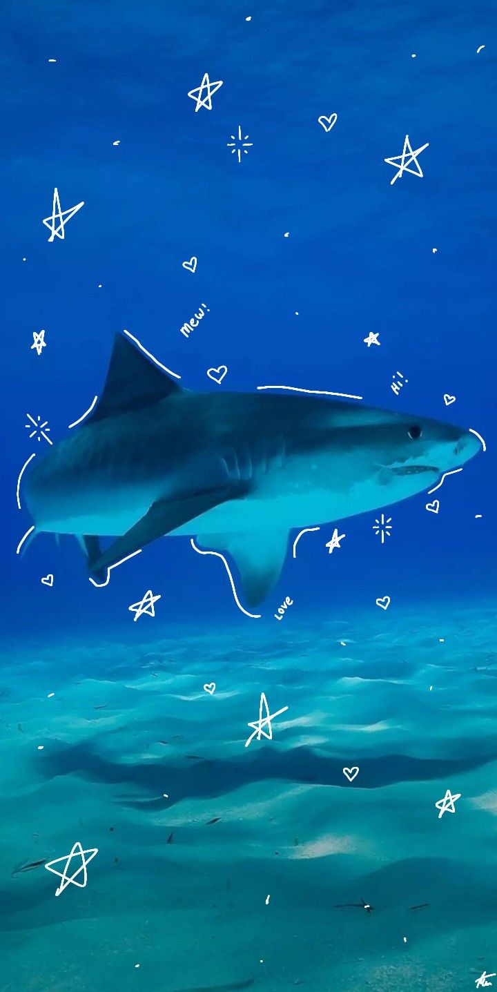 Cute Great White Shark Wallpaper