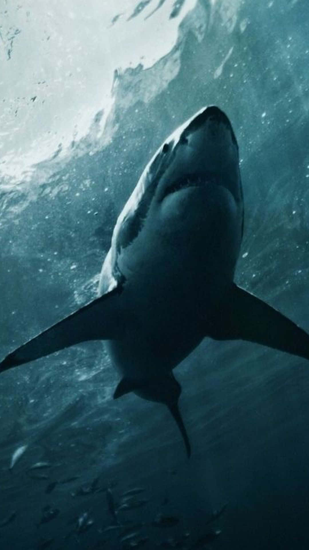 Download A Great White Shark Swimming In The Ocean Wallpaper