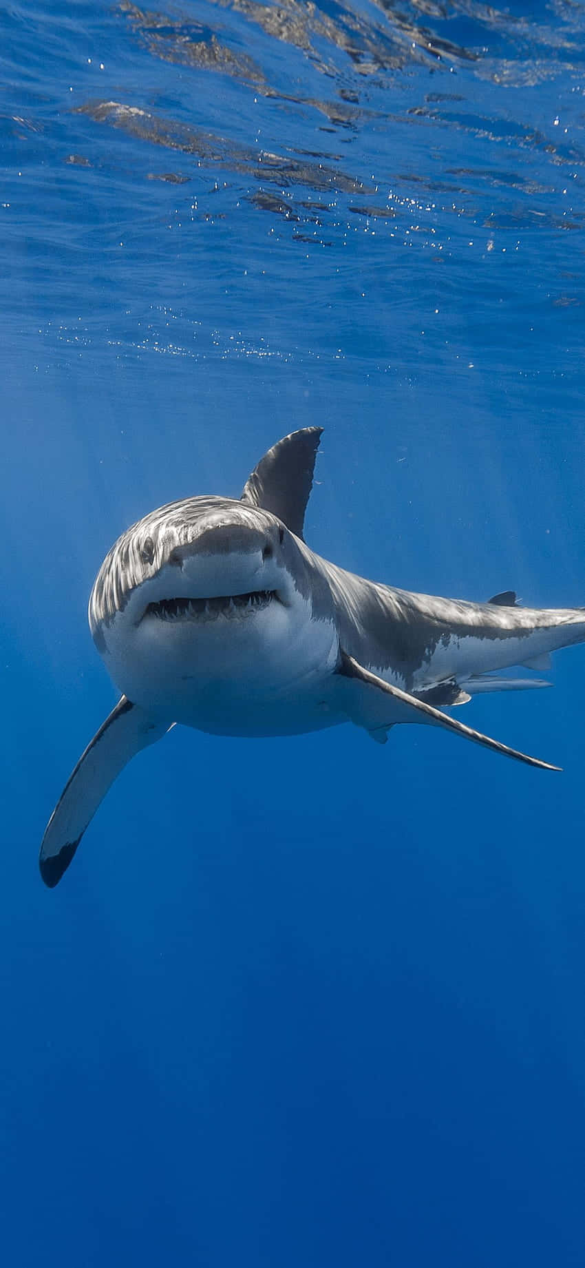 Download Dive into Shark iPhone's Power Wallpaper