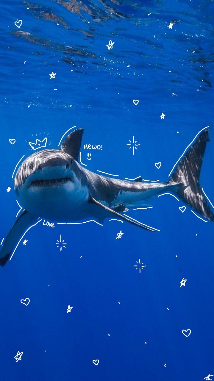 Cute Great White Shark Wallpaper