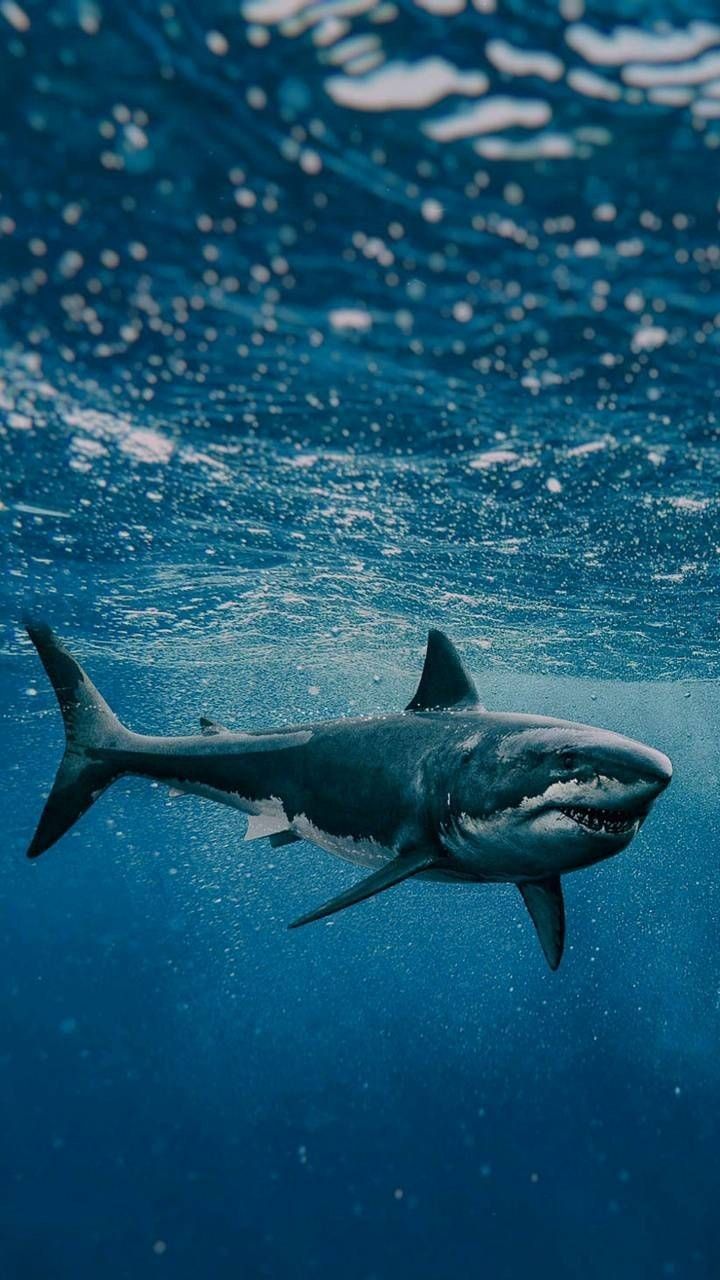 Shark. Shark picture, Shark photo, Great white shark
