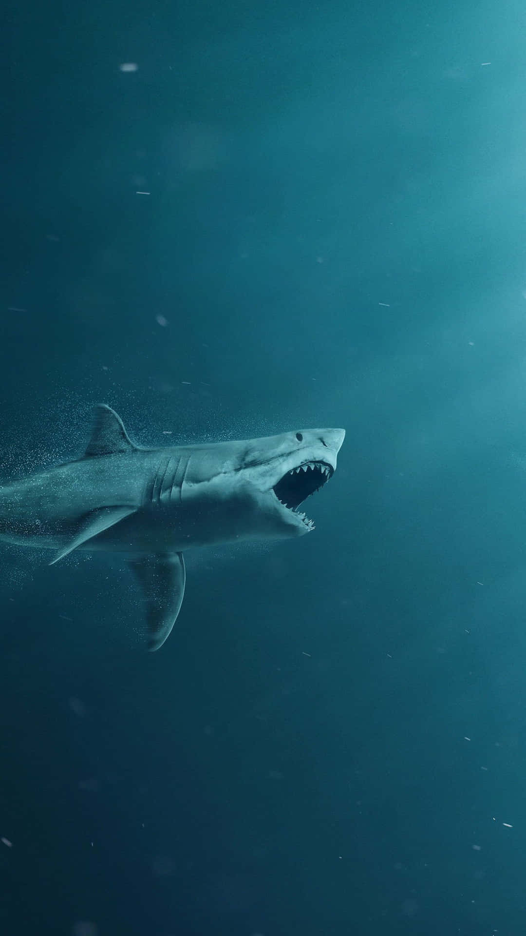 Download Image Dive In To Your Next iPhone With A Shark Wallpaper