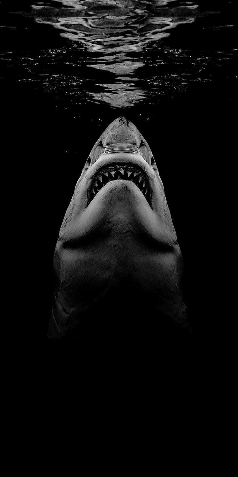 Download Enjoy Maximum Protection With The Water Resistance Of This Shark Themed IPhone! Wallpaper
