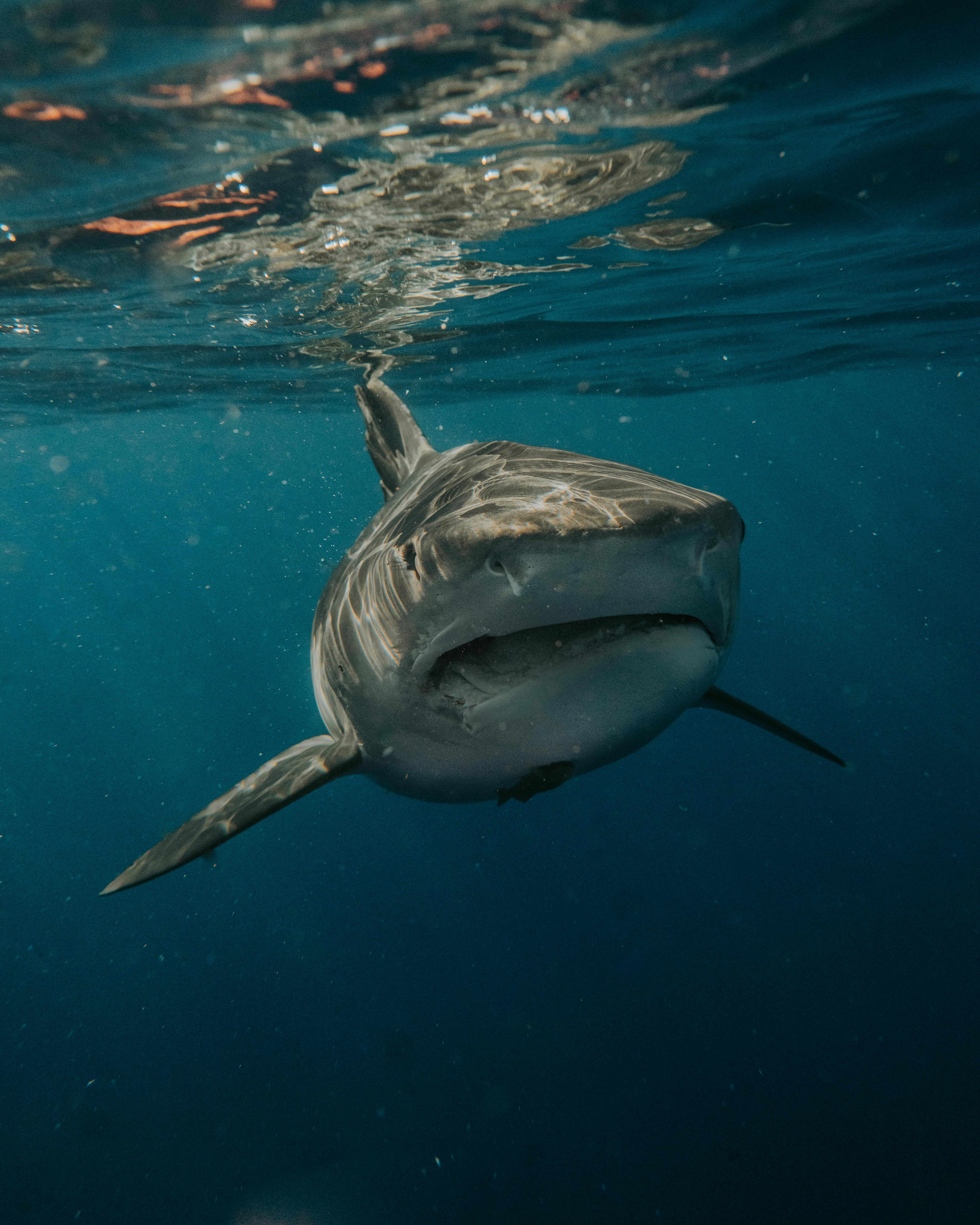 White Shark Photo, Download The BEST Free White Shark & HD Image