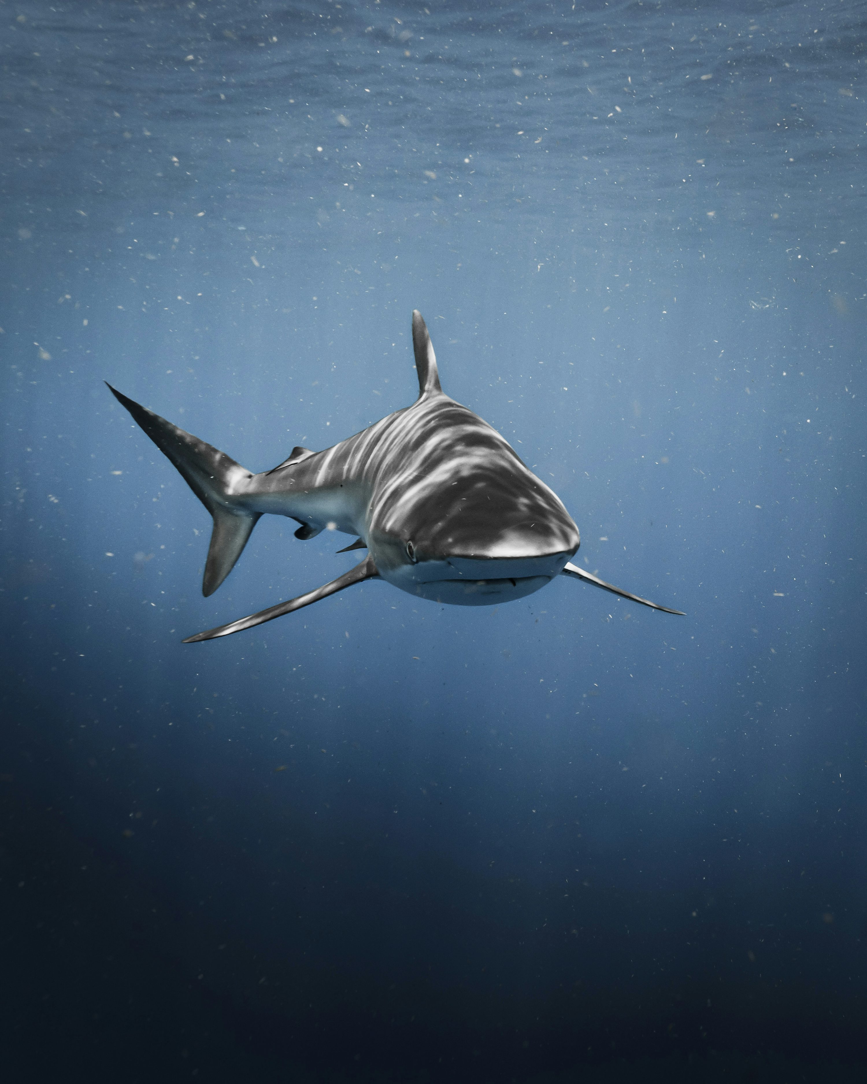A great white shark swimming in the ocean photo