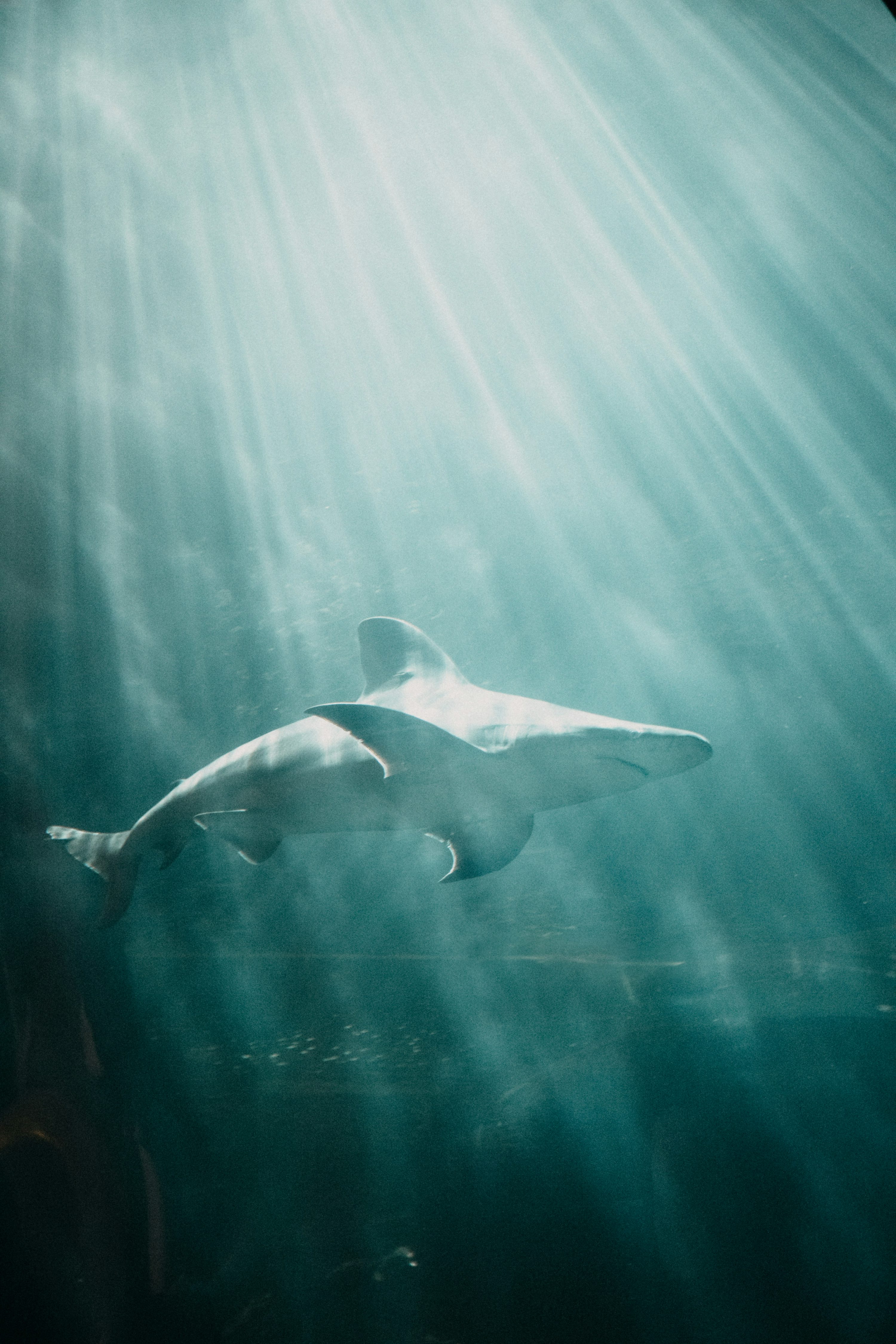 A large white shark swimming in the ocean photo