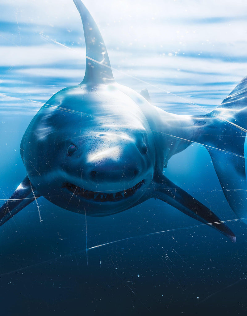Great White Shark Attack Aquarium Glass Wall Mural. Peel and Stick Wallpaper