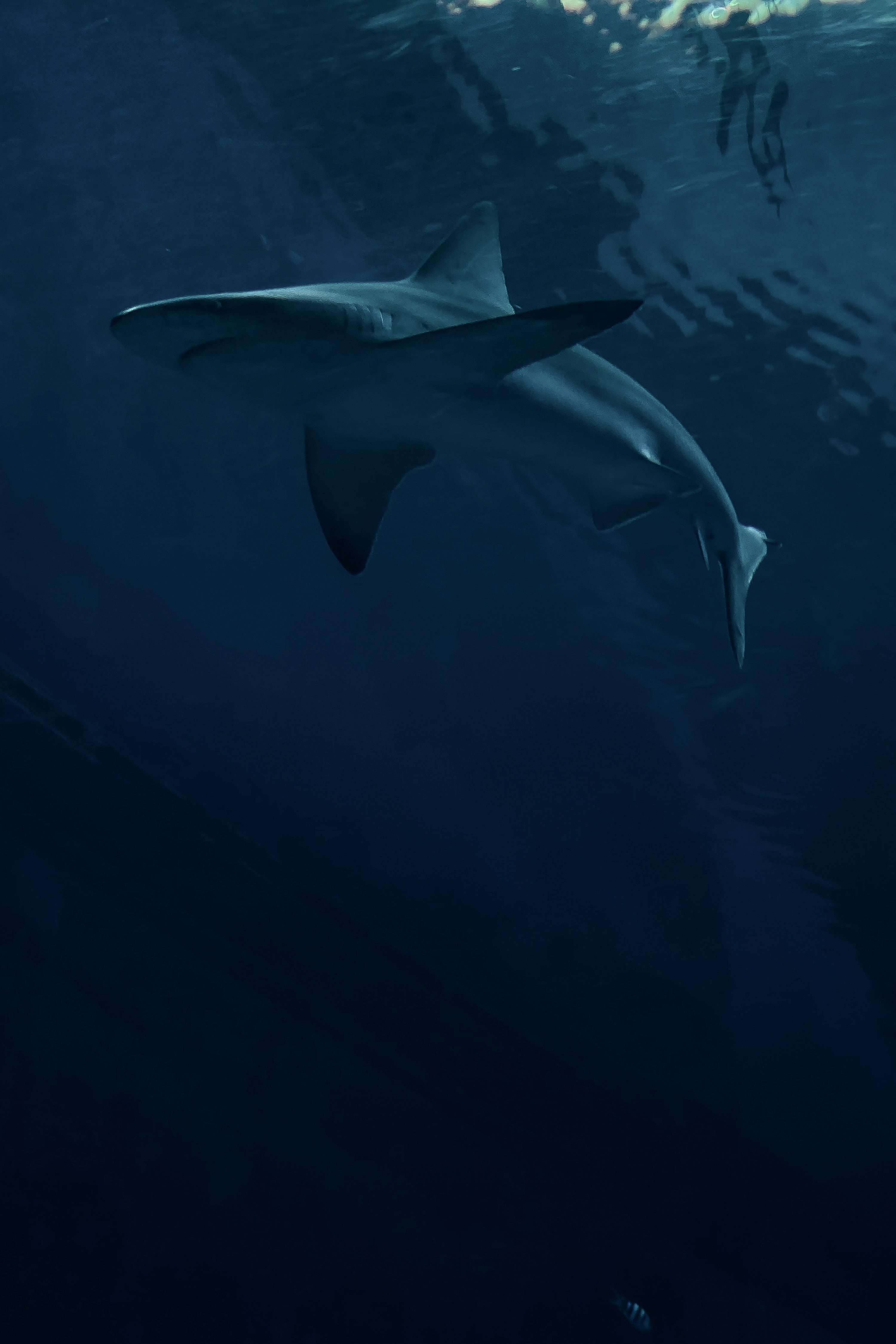 White shark under the sea photo