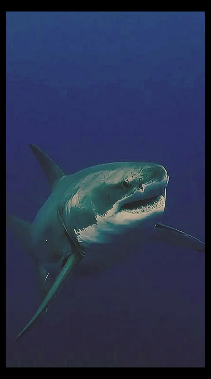 Great white shark wallpaper