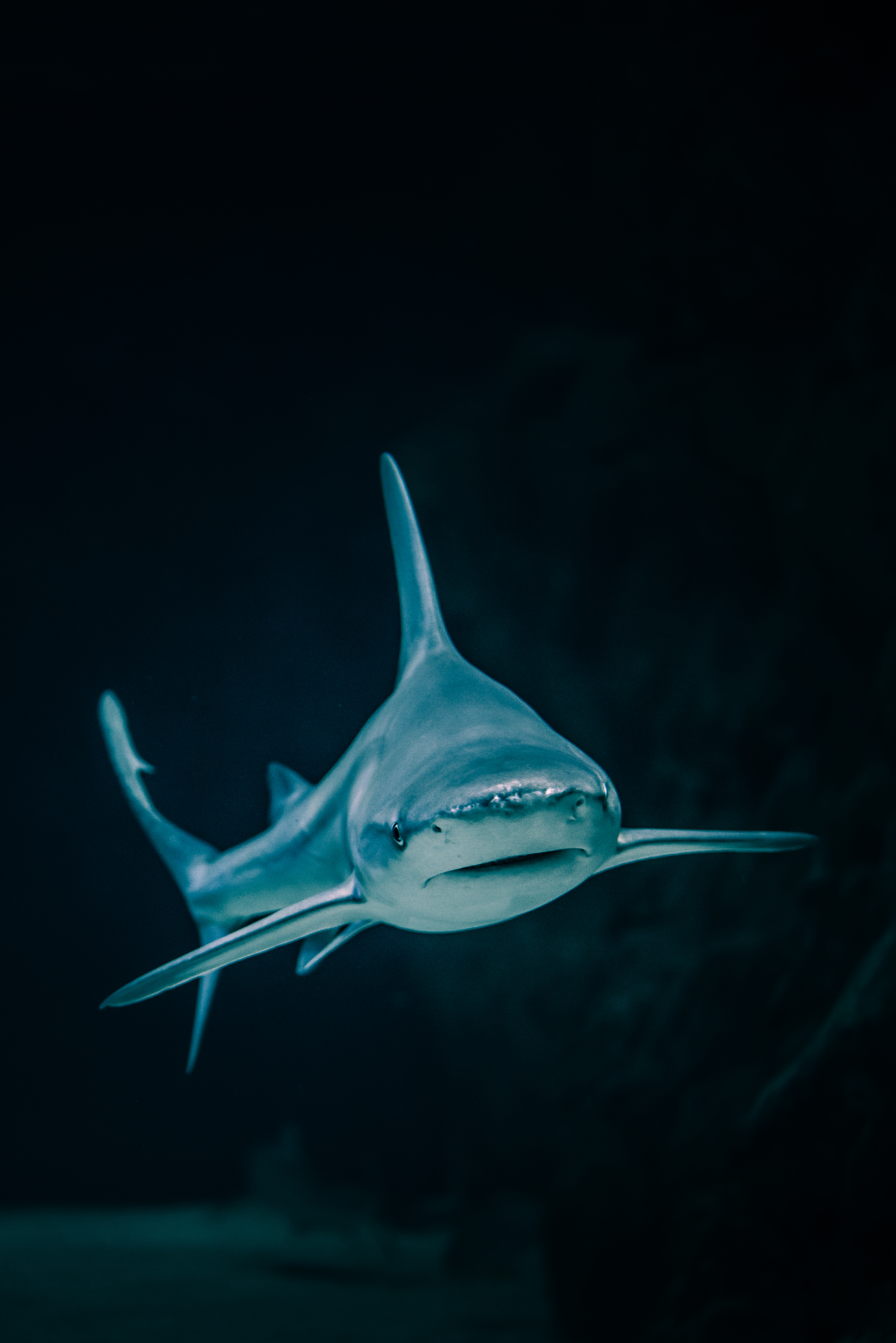 Shark Wallpaper Free High Quality Background