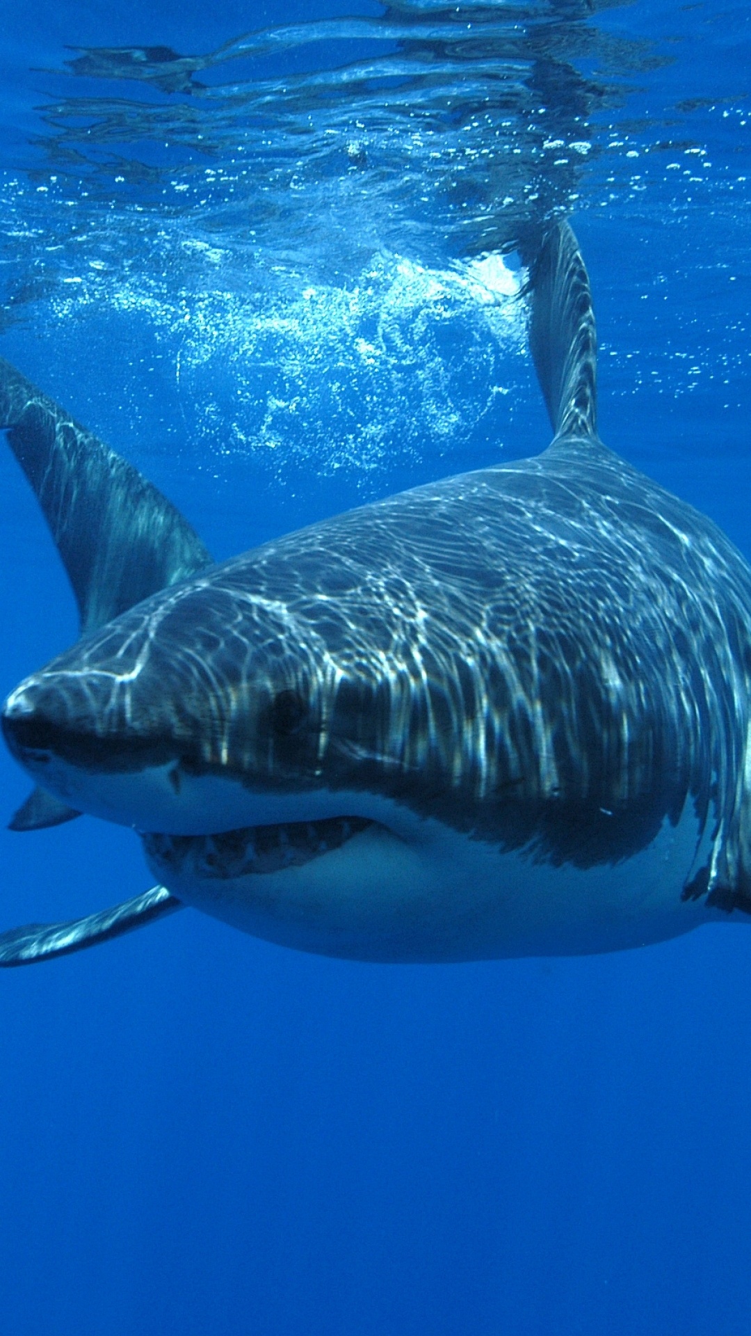 Great White Shark Wallpaper