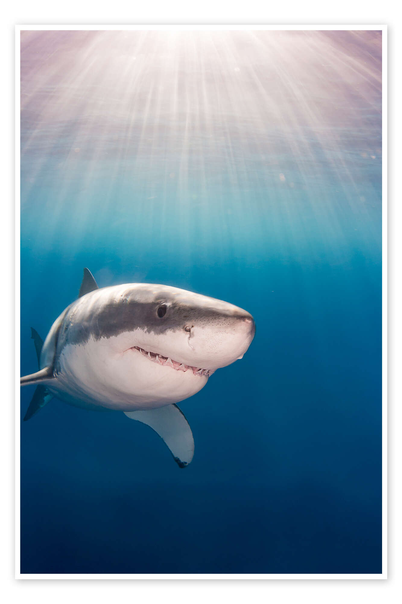 Great white shark print