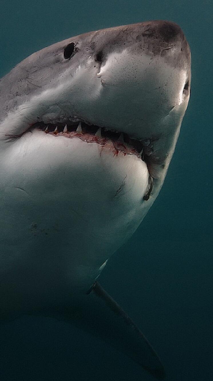 A great white shark swims in pitch black darkness. · 750x1334 iPhone 6, 6S, 7, 8 free photo from arashilkis and wallpaper