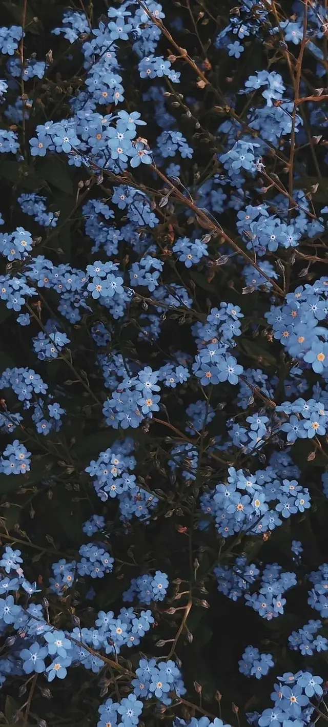 Nature And Landscape Cute Blue Flowers Best IPhone Wallpaper Background And For Apple IOS 26 In 2025 2026 And 2027 From Reddit