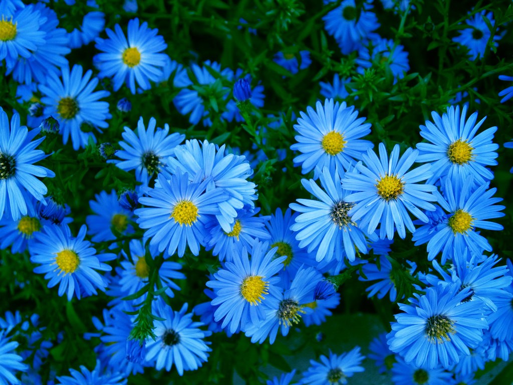 Blue Summer Flowers Daisy Garden Flower Wallpaper HD 1080p