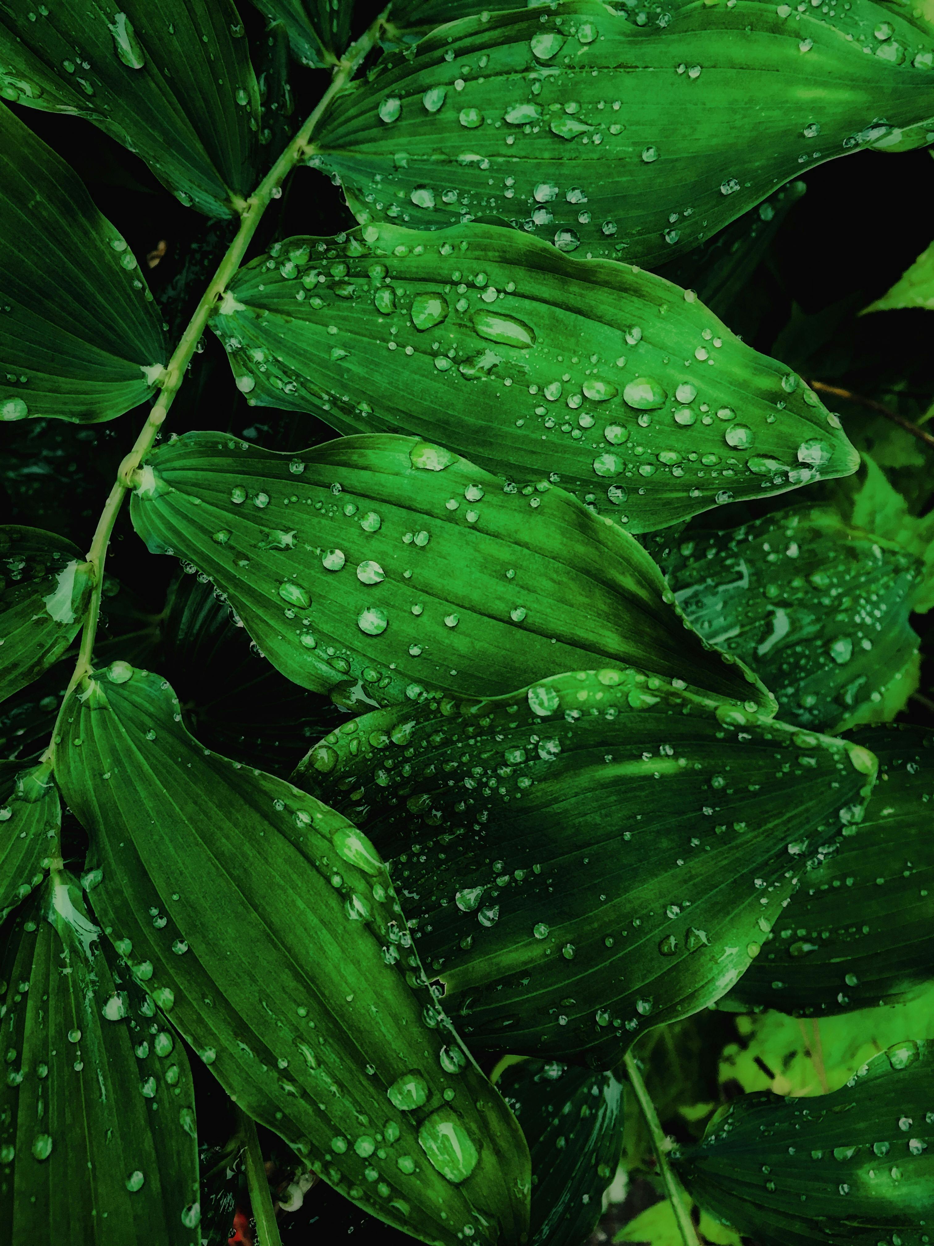 Green Leaves Photo, Download The BEST Free Green Leaves & HD Image