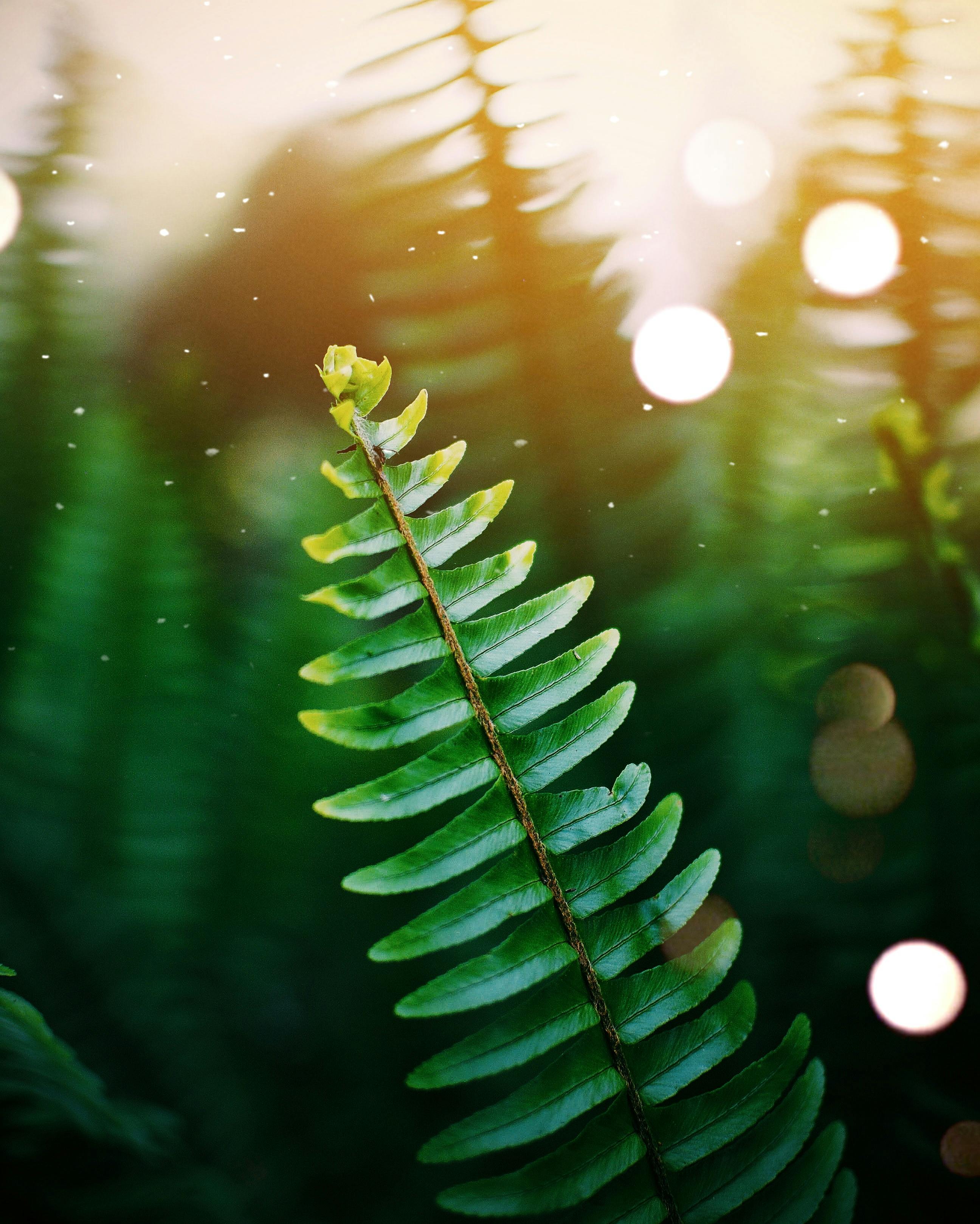 Green Leaves Photo, Download The BEST Free Green Leaves & HD Image