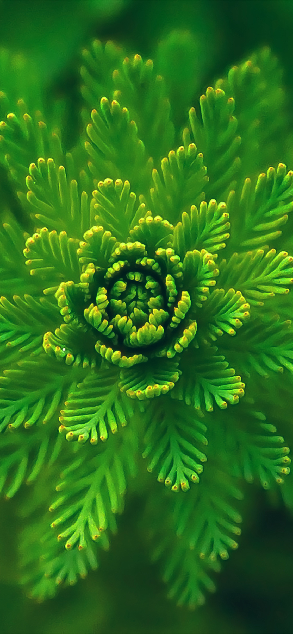 iPhone X wallpaper. flower green leaf nature