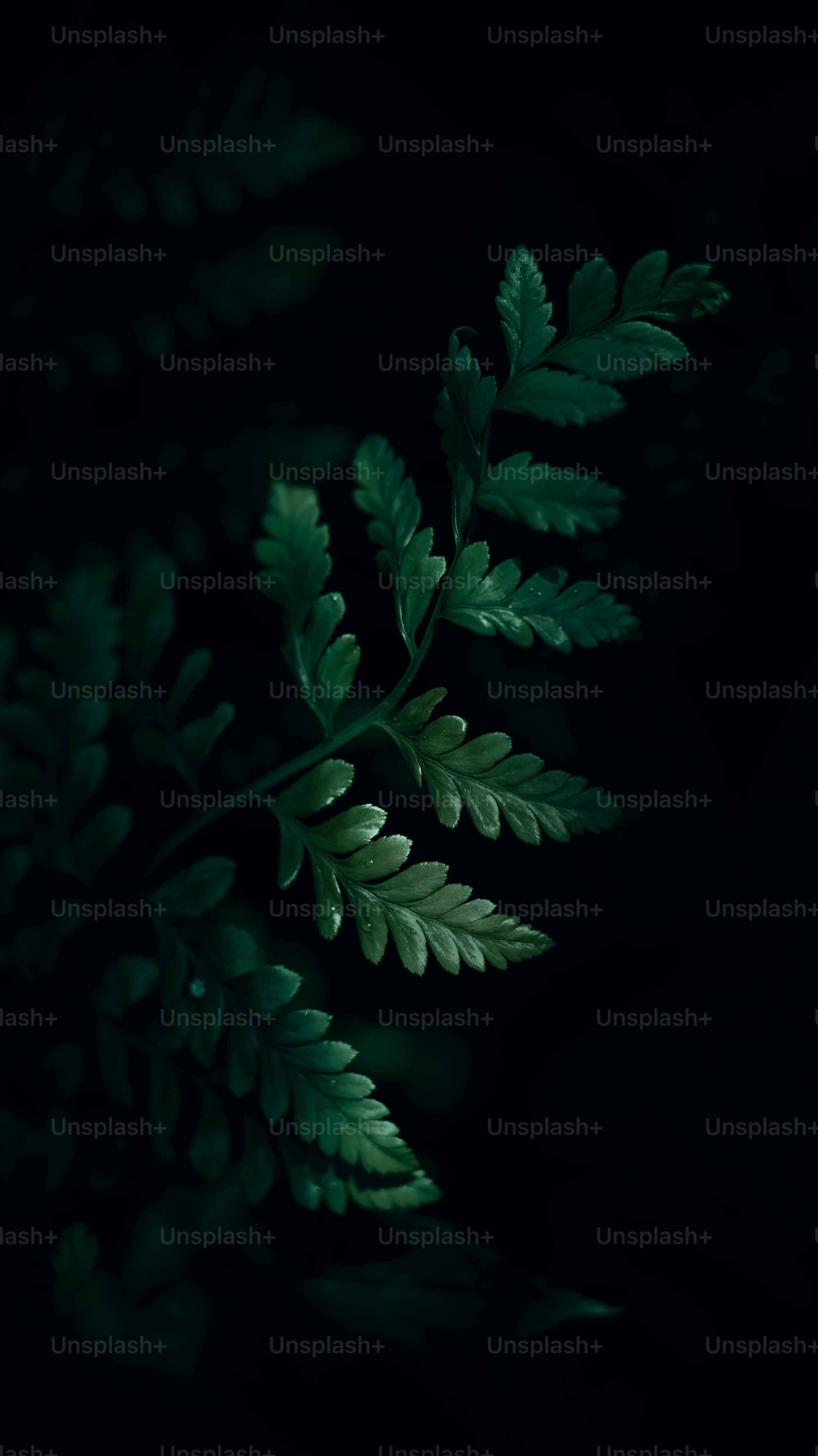 Dark Green Leaf Picture. Download Free Image
