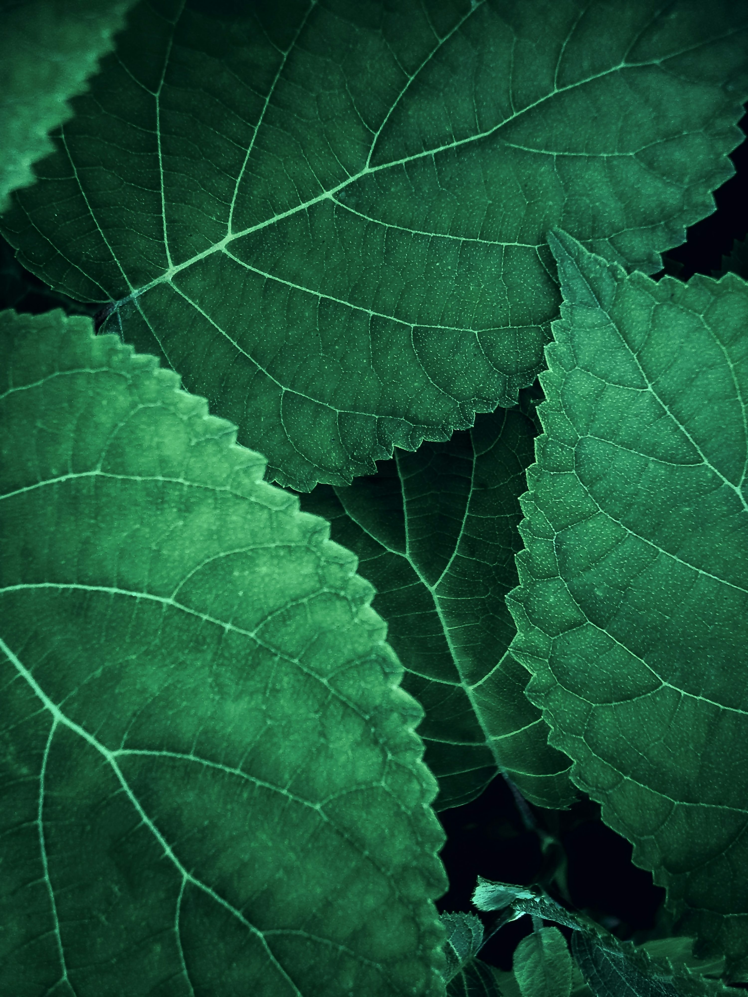 A close up of a green leaf on a plant photo