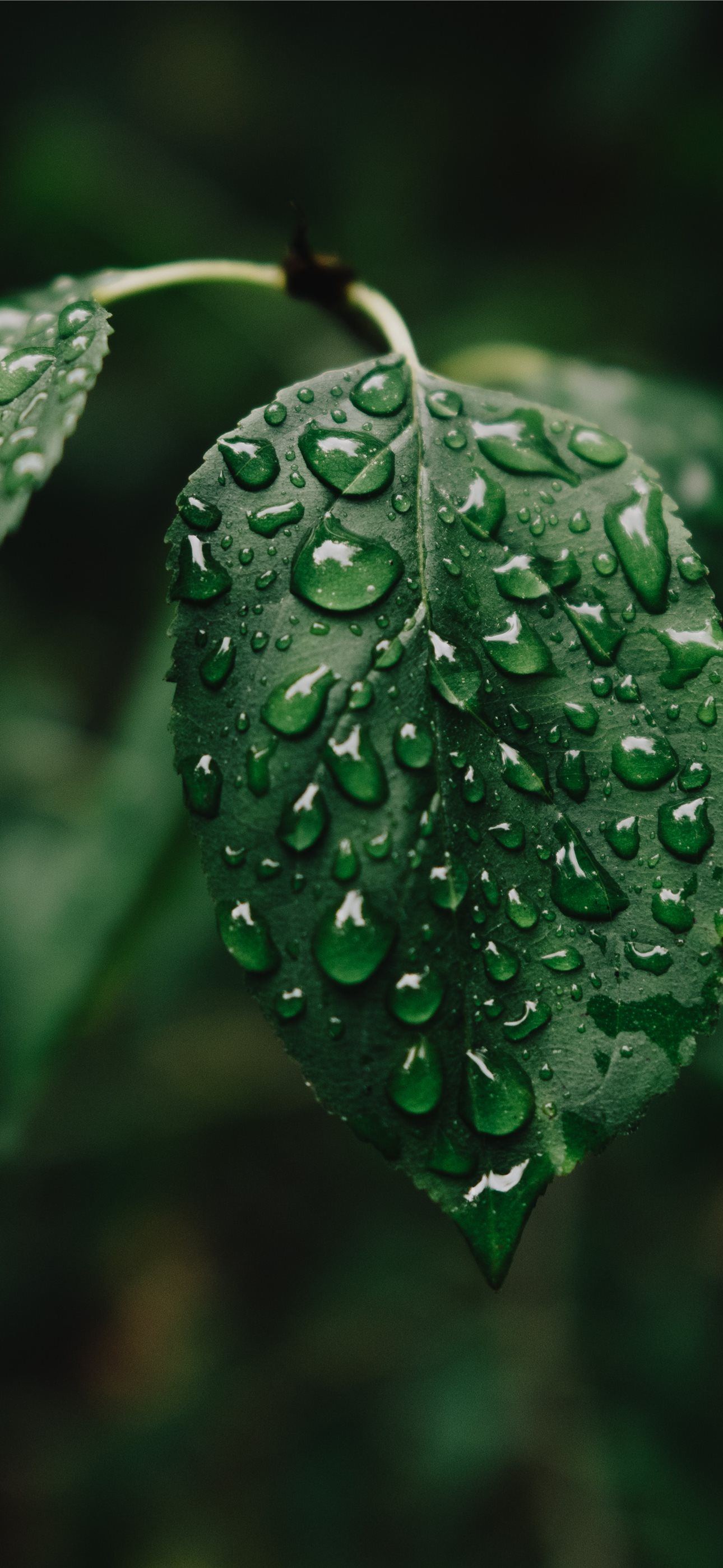 Best Rain iPhone HD Wallpaper
