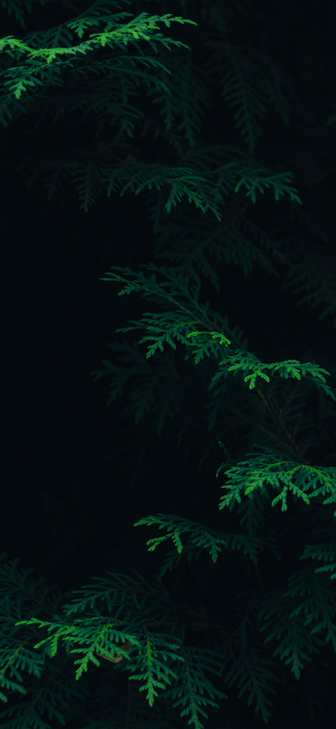 iPhone X wallpaper. tree leaf green pattern nature dark