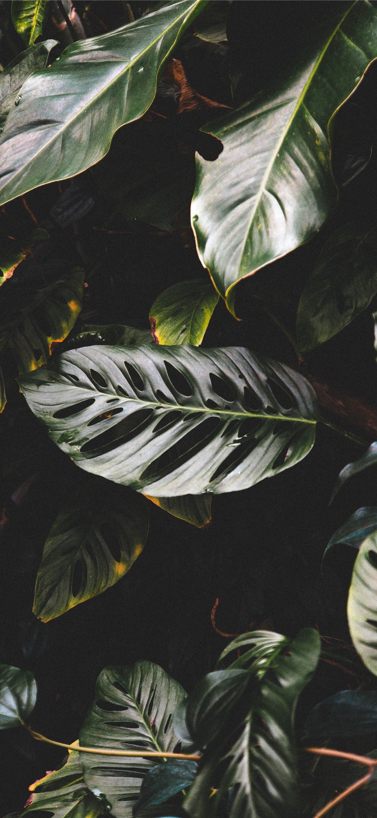a close up of a green leafy plant iPhone Wallpaper Free Download