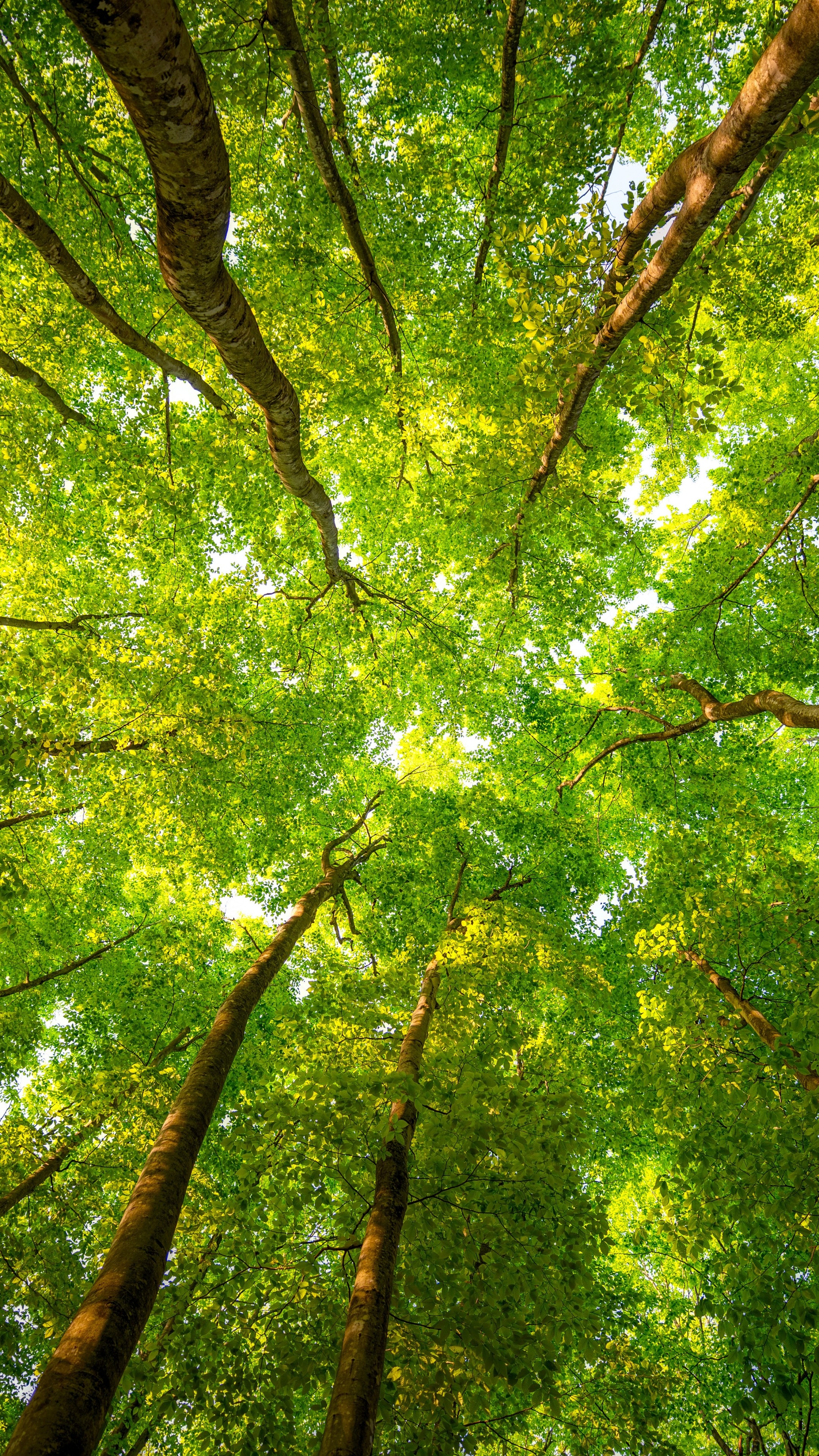 Green Forest Wallpaper