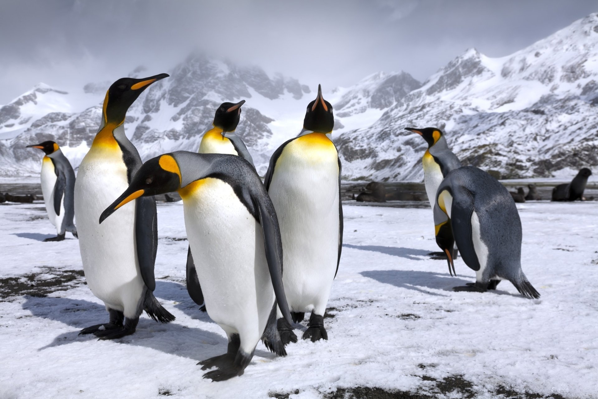 Download King Penguin Mountain Snow Animal Penguin Snowy Mountain Winter Animals HD Wallpaper