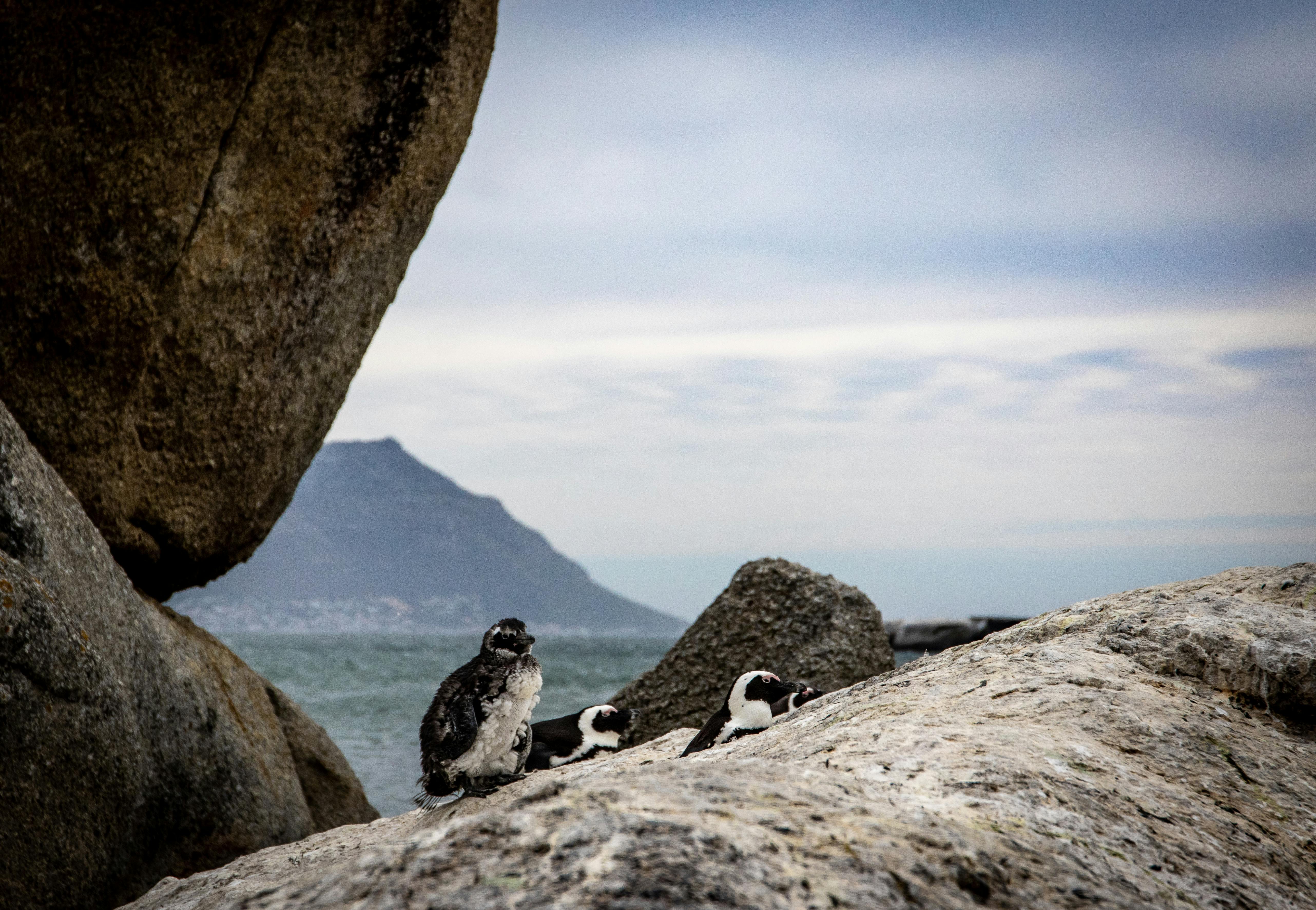 Penguins on the Rock · Free