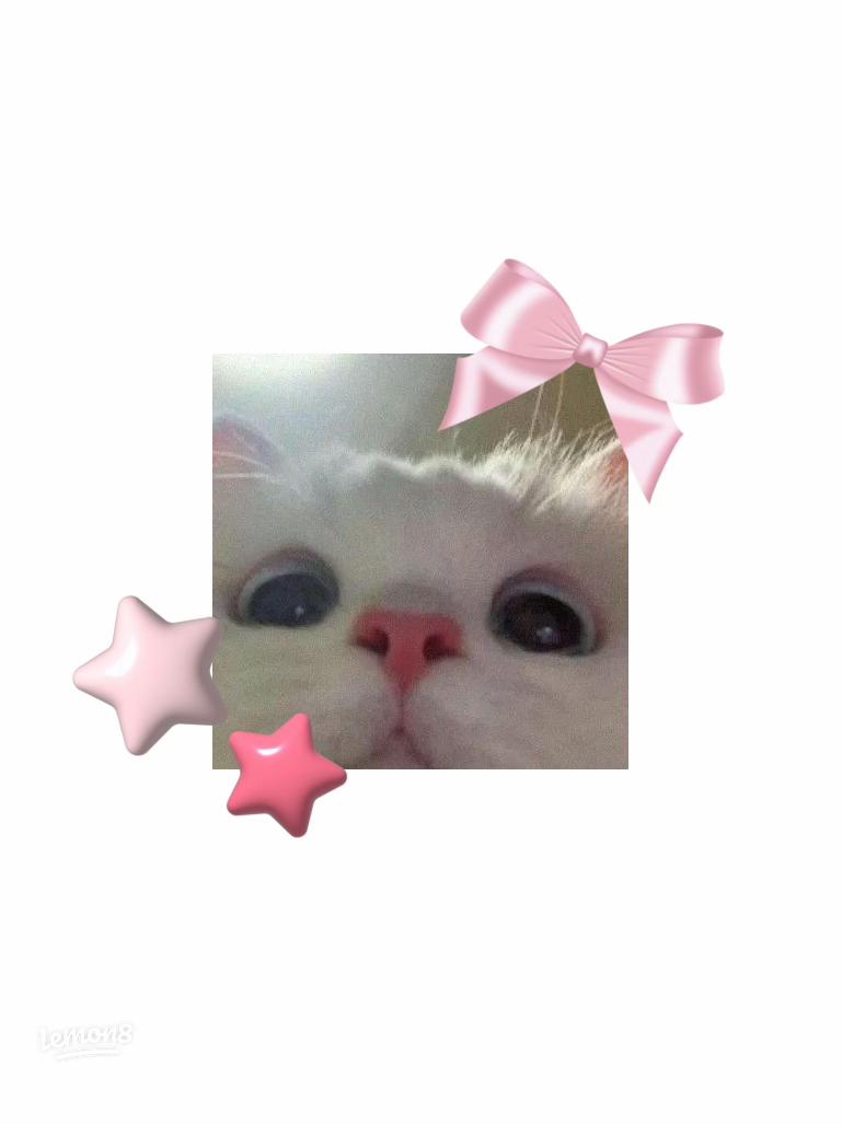 Adorable Cute Kitty Wallpaper for Cat Lovers