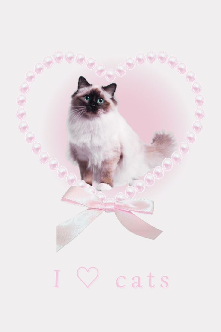 coquette wallpaper