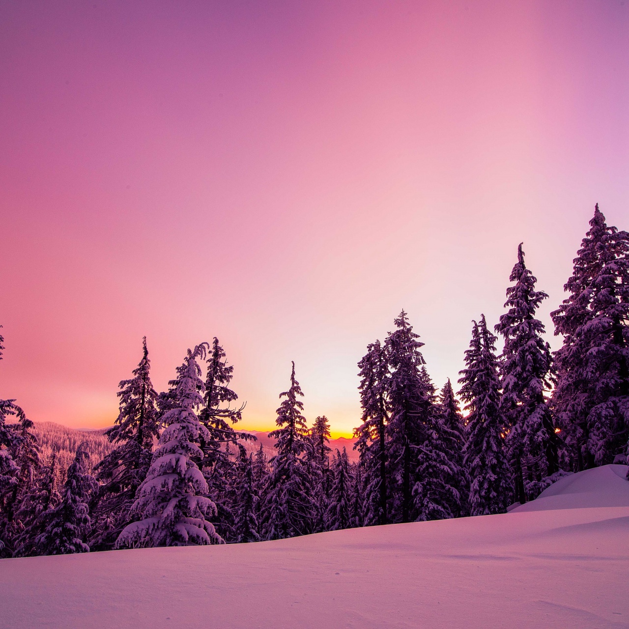 Winter Wallpaper 4K, Forest, Sunset, Pink background