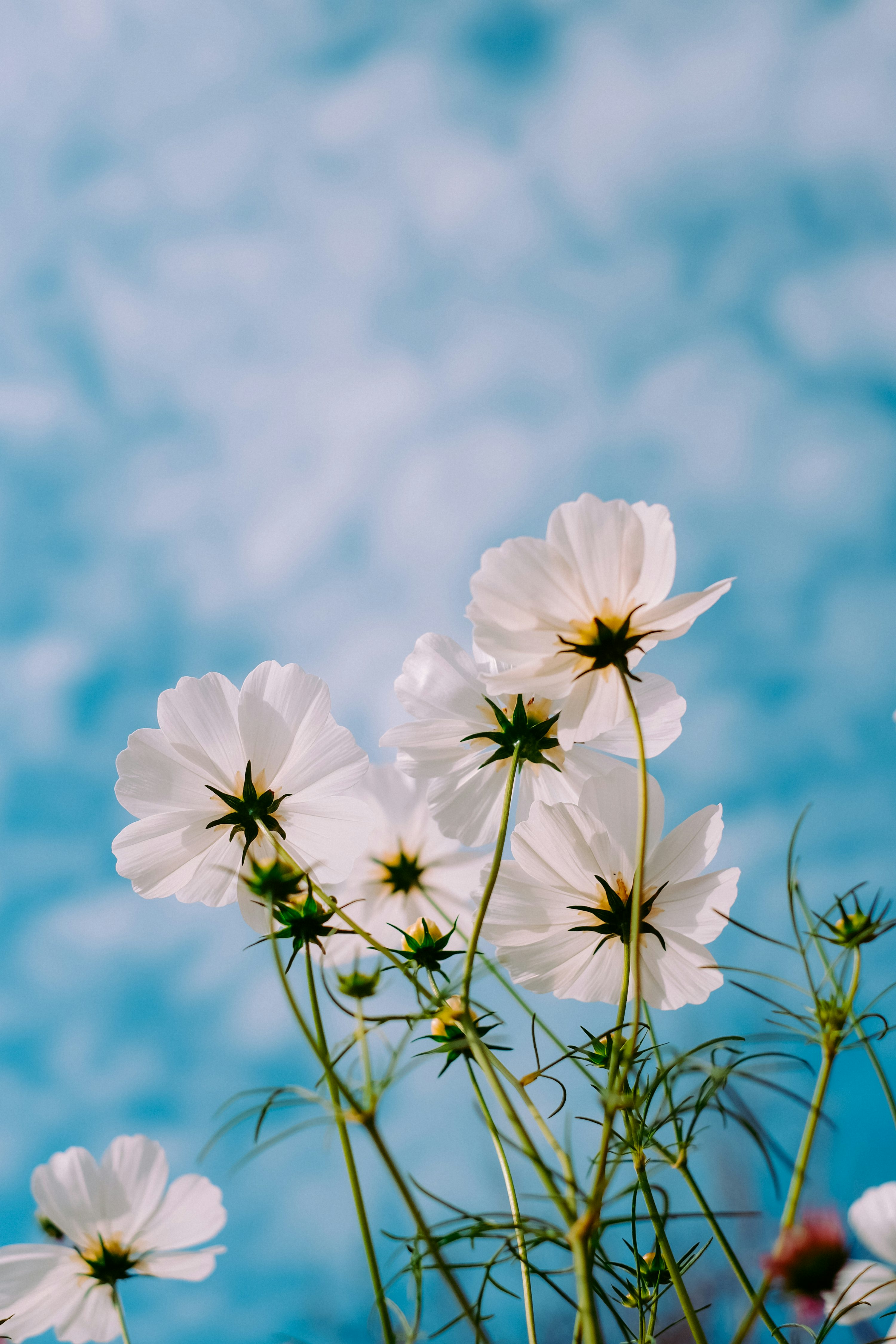 Summer Flowers Picture. Download Free Image