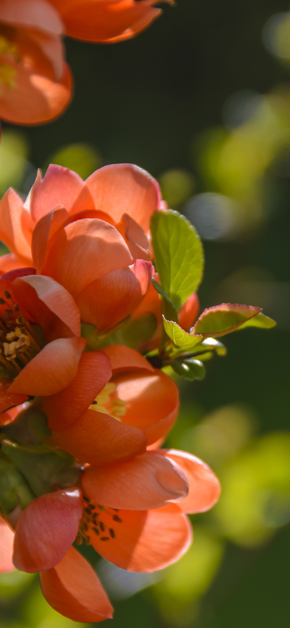 iPhone X wallpaper. spring flower tree orange nature