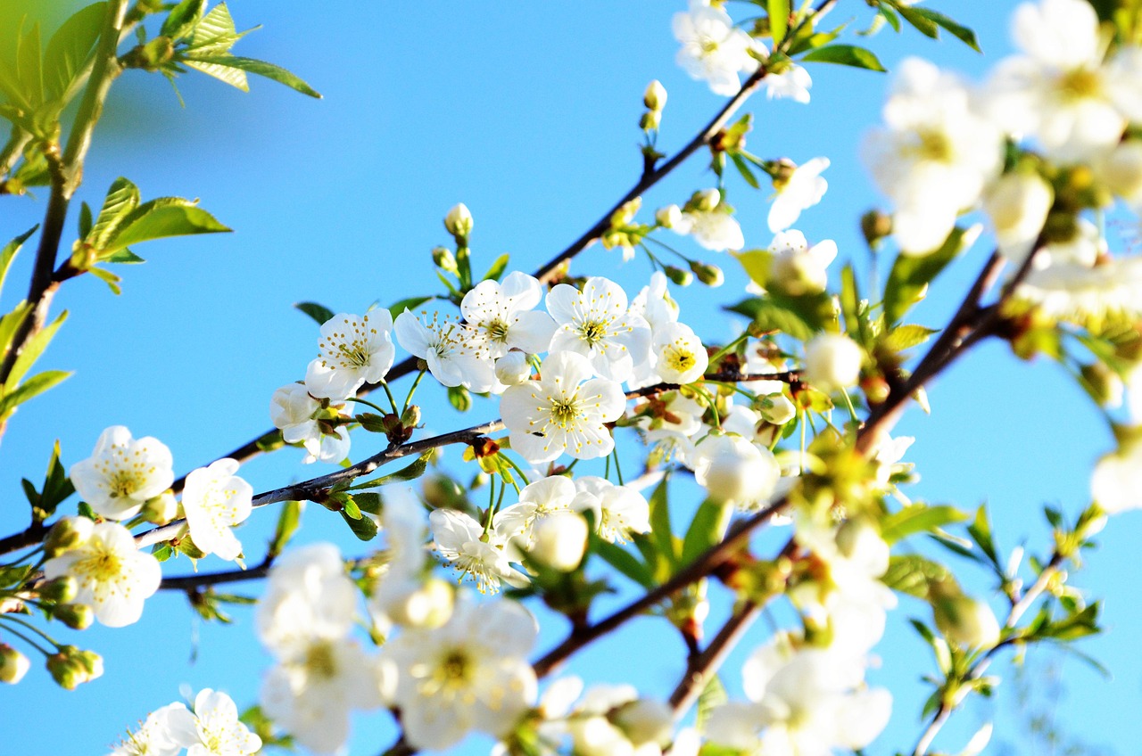 Nature Spring Flower