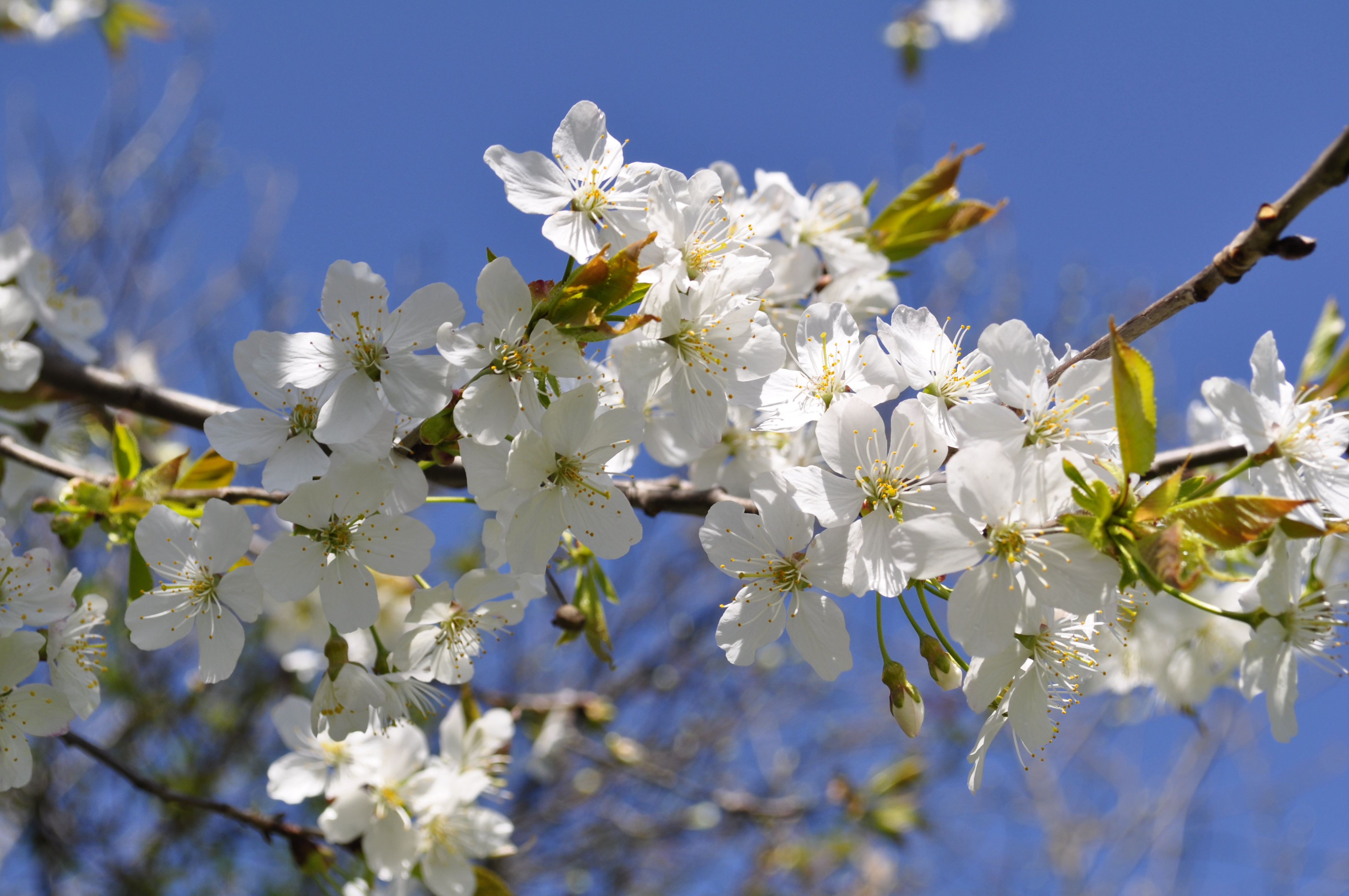 Beautiful spring