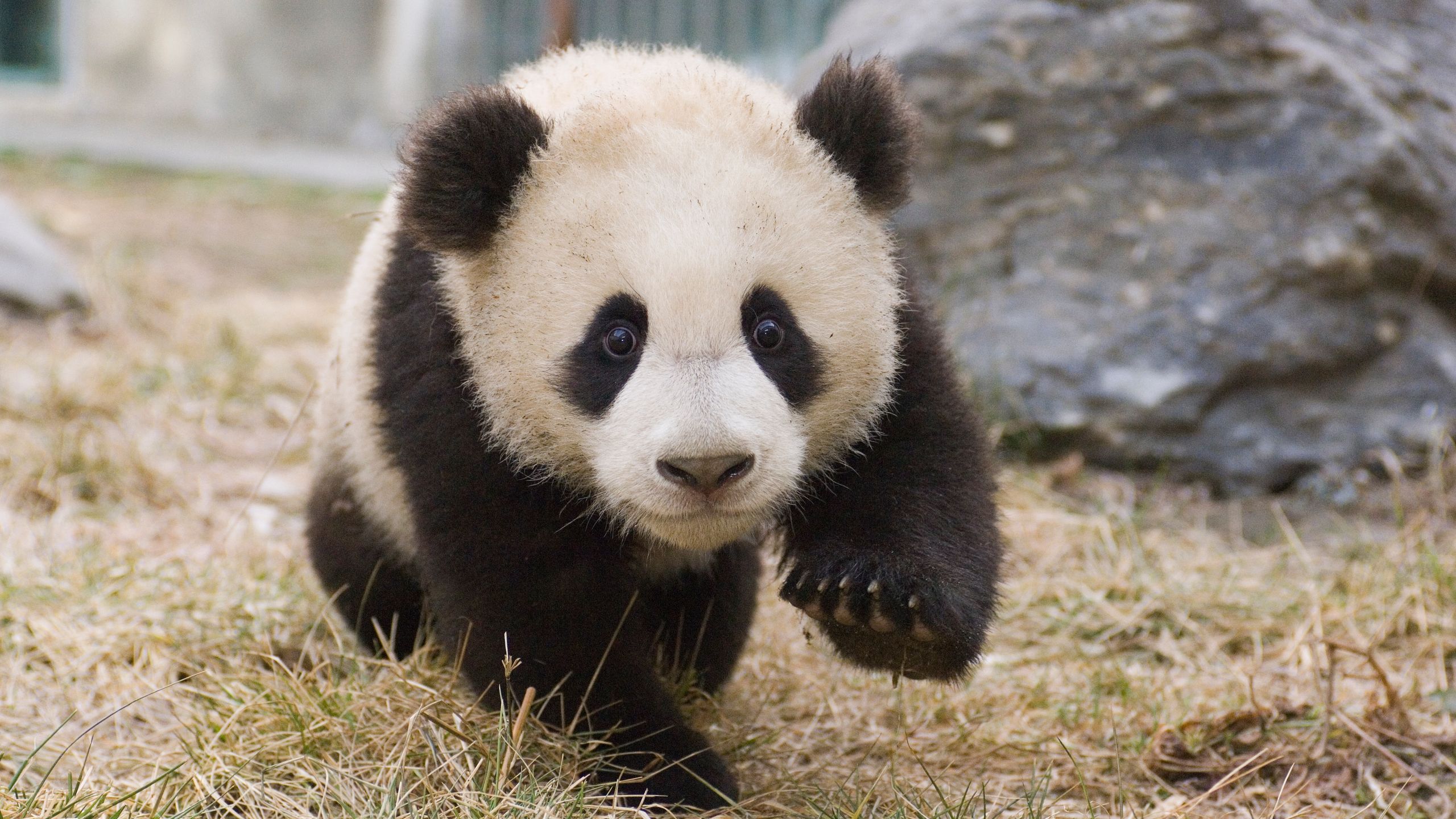 Visit Adorable Baby Cubs at China's New Panda Center. Condé Nast Traveler
