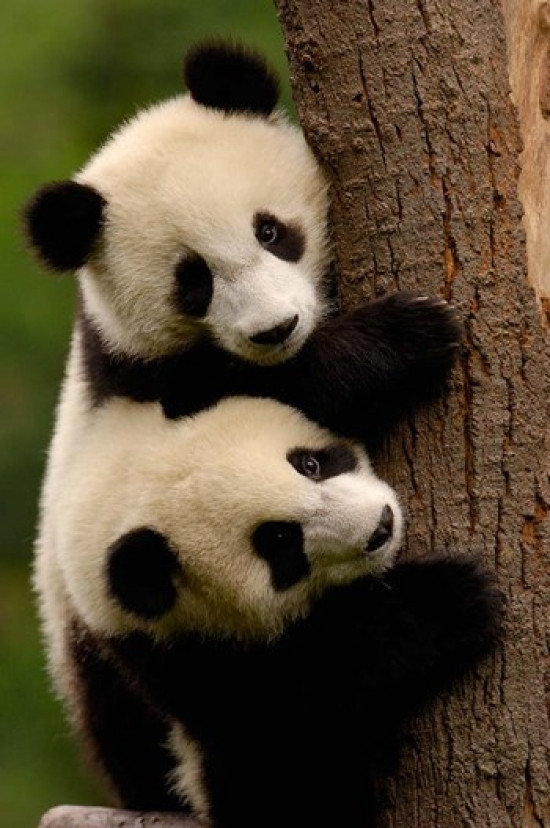 Giant Panda Babies, Wolong China Conservation and Research Center for the Giant Panda, Sichuan Province, China Poster Print by Pete Oxford # VARPDDAS07POX0412